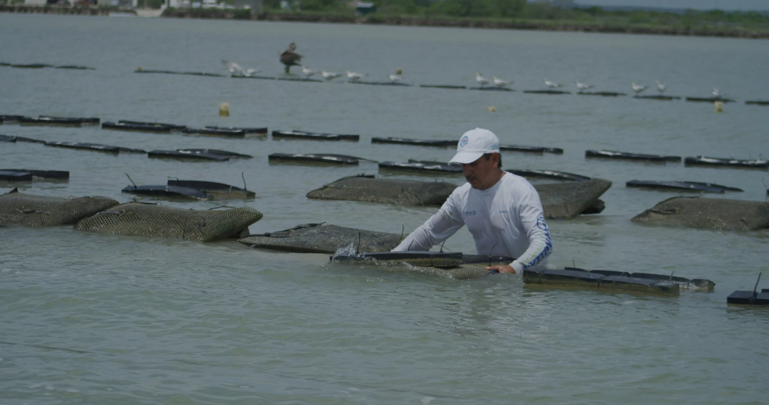 A man in a white hat and shirt wades in water, tending to large fish in a fish farm with floating net enclosures, with seagulls in the background.