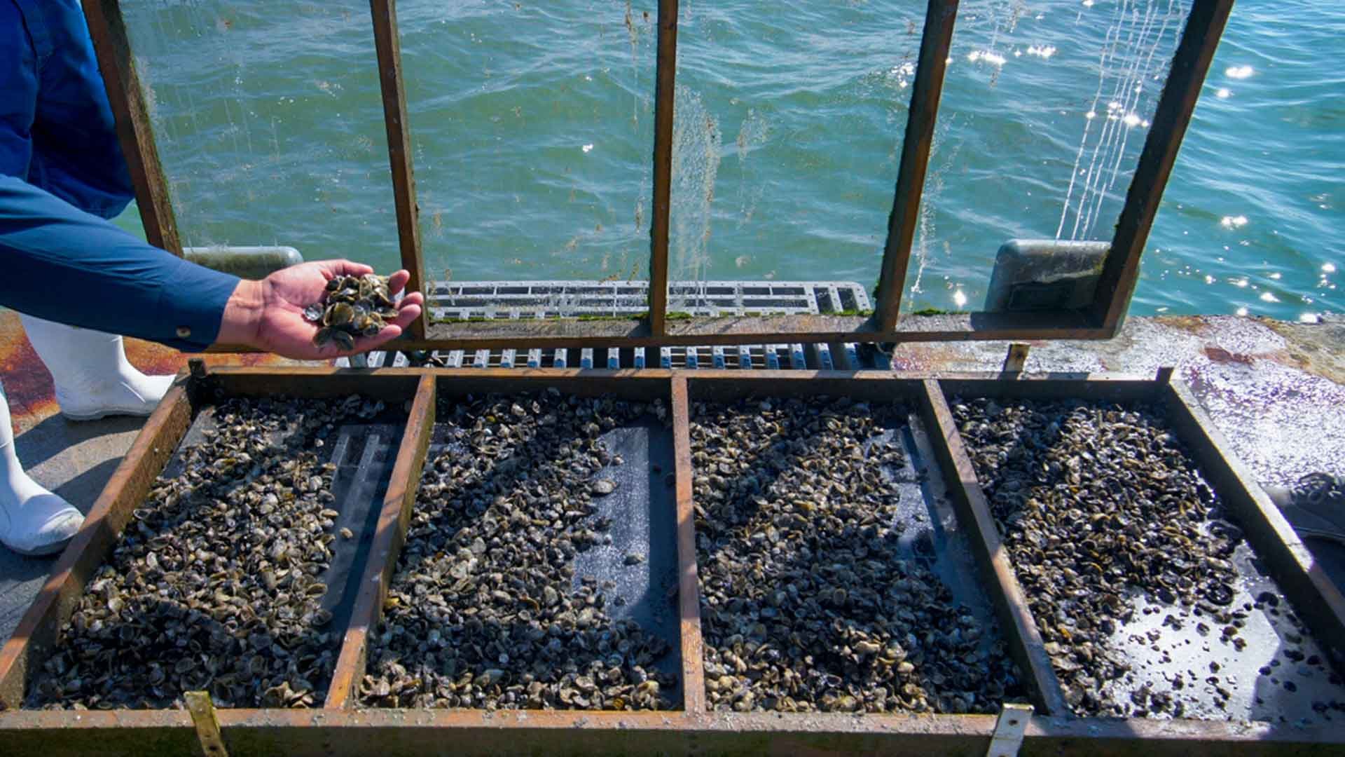 Person holding a handful of shellfish, with a shellfish sorting screen and water in the background.