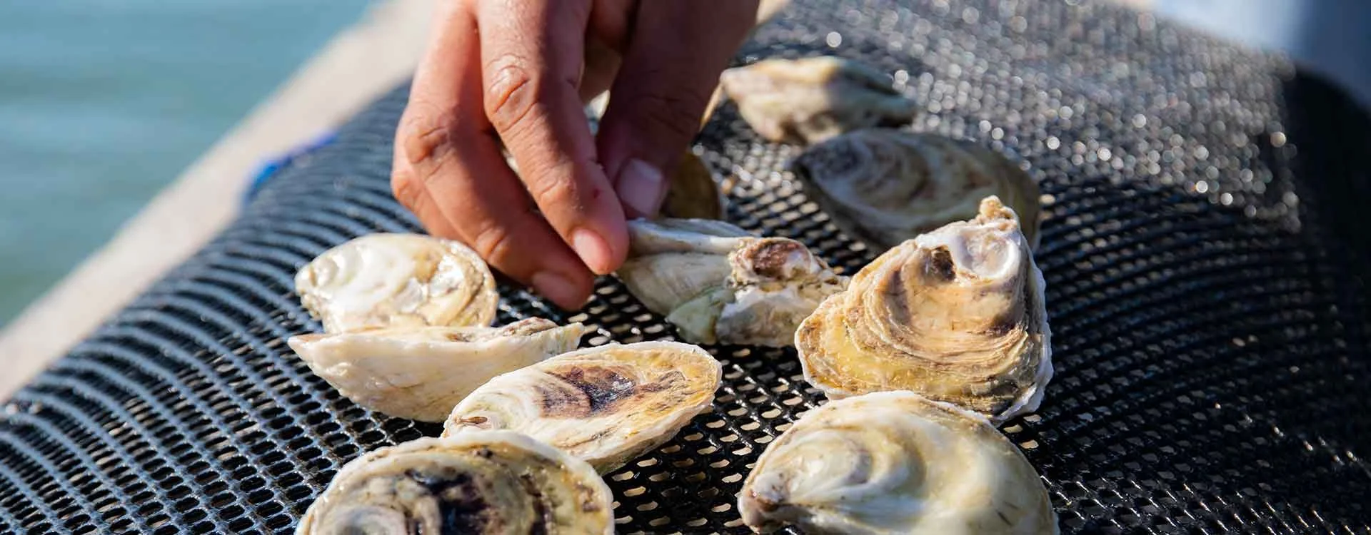 Close-up of a person's hand arranging oysters on a wire mesh surface outdoors.