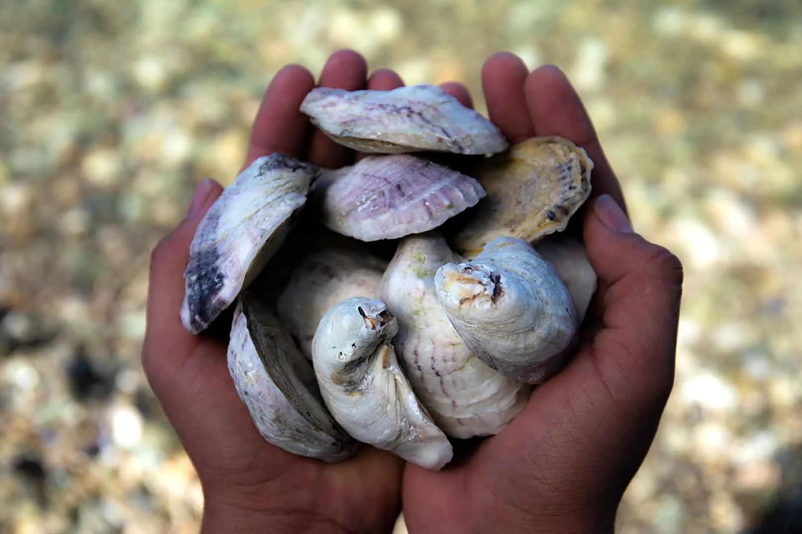 A pair of hands holding several freshly harvested seashells. The shells are various shades of white, gray, and beige with some purple and darker markings.