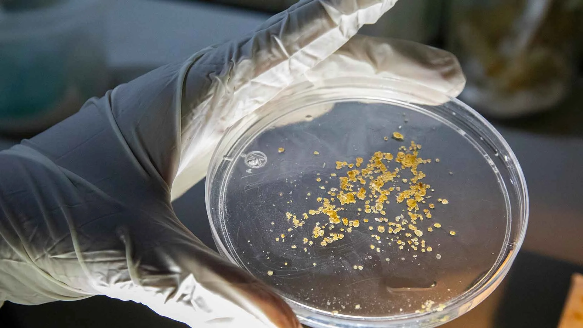 A gloved hand holds a clear petri dish with small, yellow, granular particles inside, against a dark background.