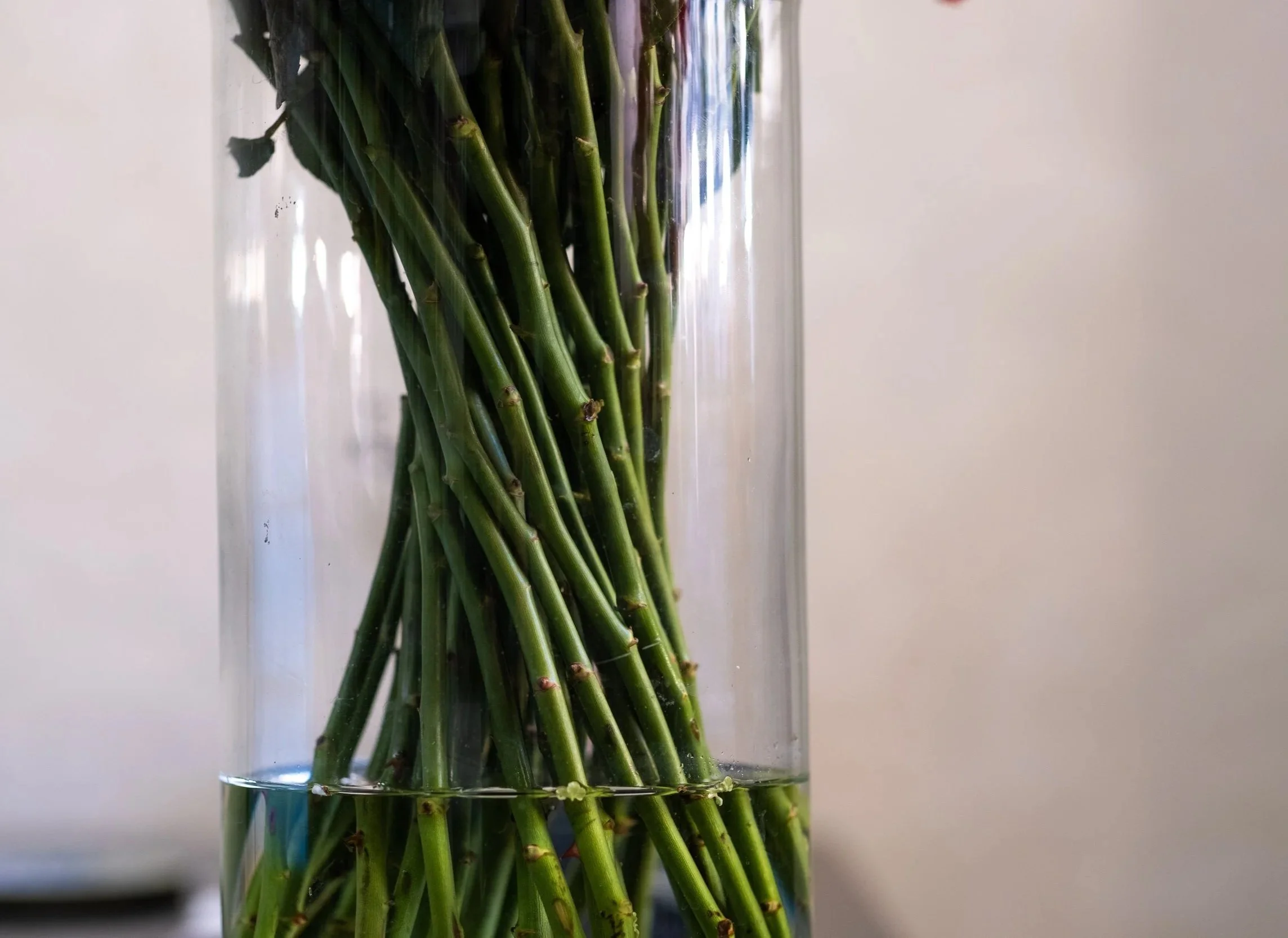 Green stalks of asparagus in a clear glass vase filled with water.