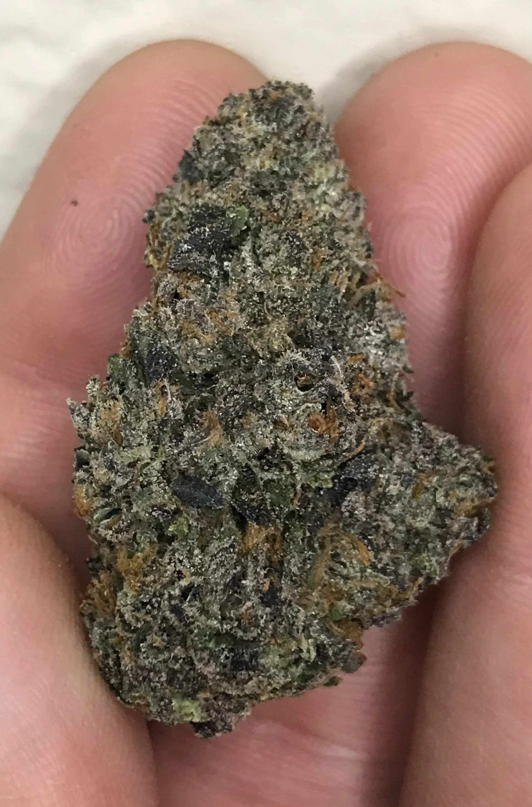 Kryptochronic X Sherbacio