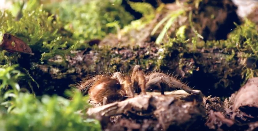 dir arte_comercial ikiam_ecuador.png