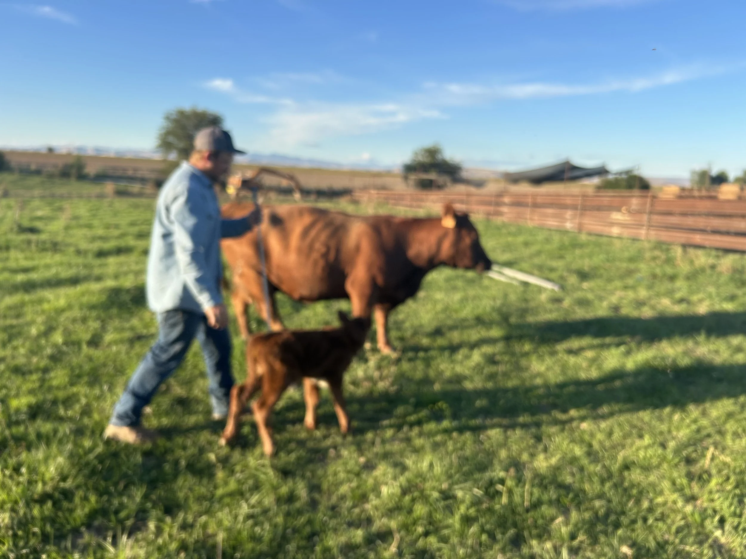 A man in a denim jacket and cap walking with a large brown cow and a small brown calf in a local Idaho green pasture, with a wooden fence and a farm building in the background under a blue sky.