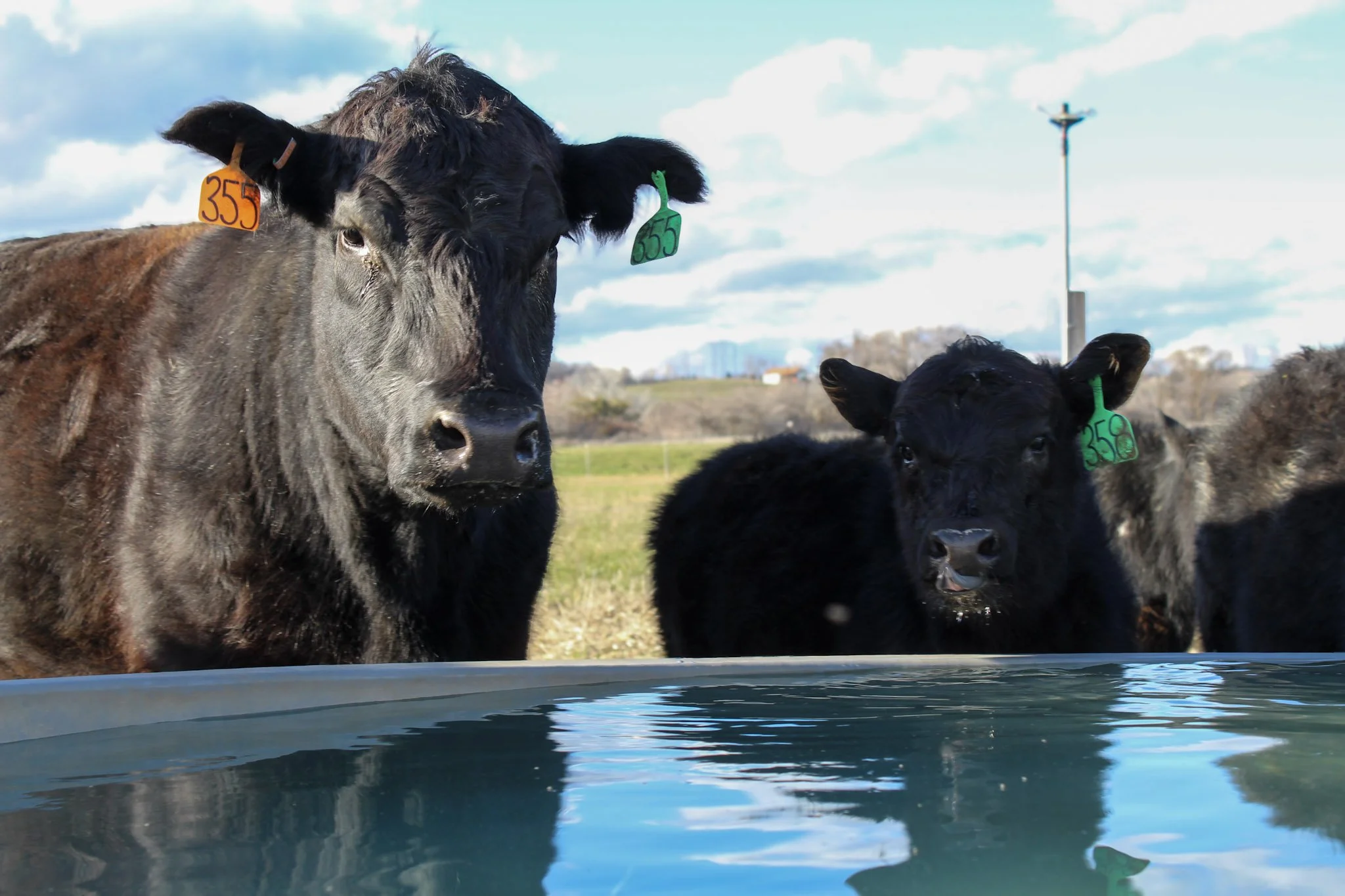 Three black/gray calves drinking fresh water on green pasture with ear tags standing near a water trough outdoors, with a grassy field and a blue sky with clouds in the background.