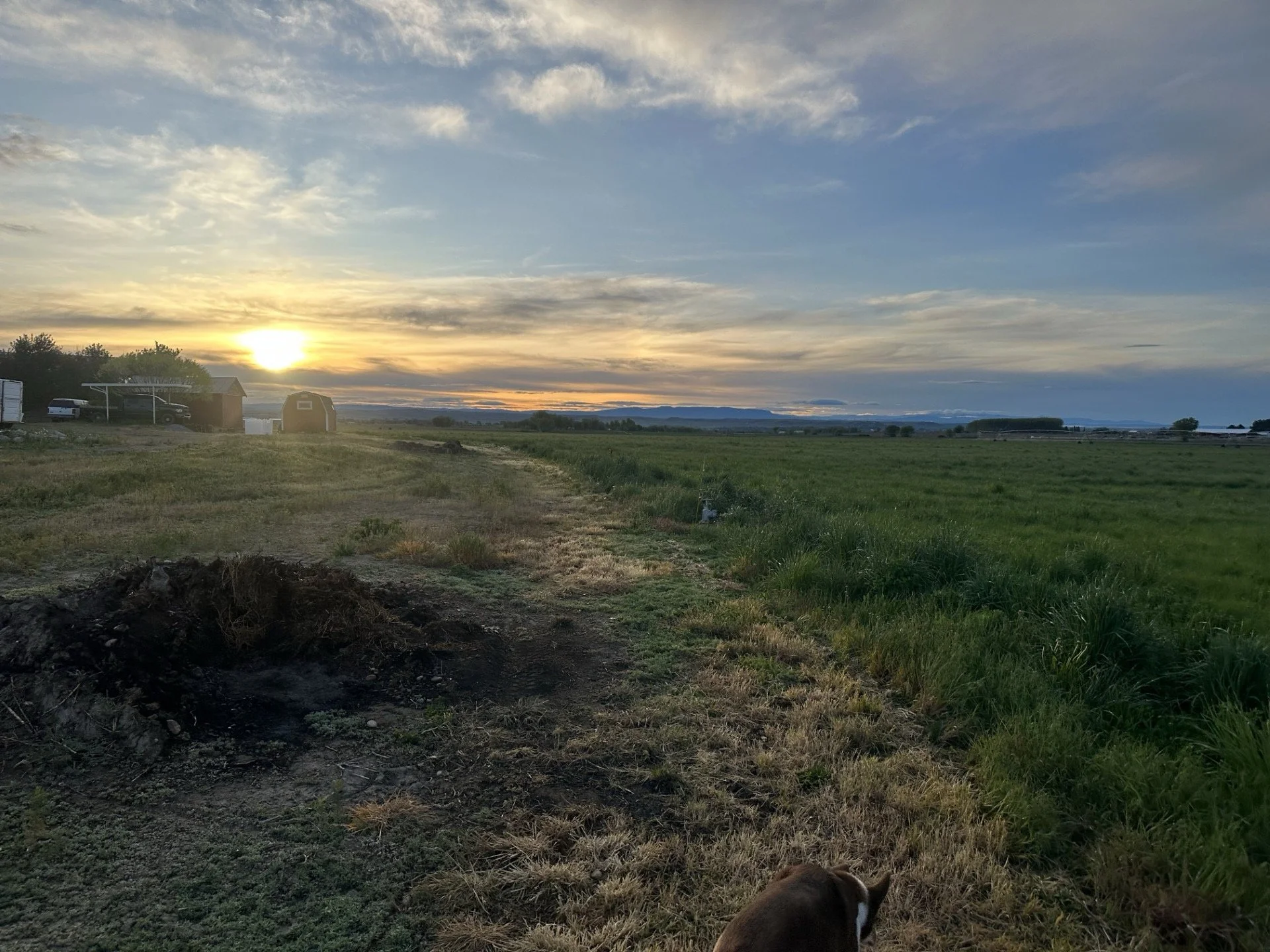 A rural landscape at sunset with a dirt path, green fields, small buildings, and a dog in the foreground.
