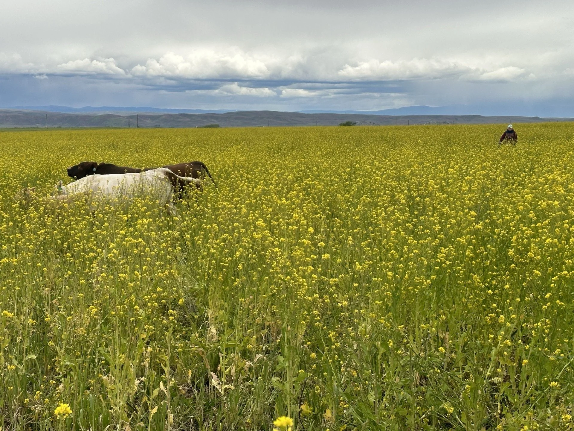 Cows grazing in a yellow flower field under a cloudy sky, with a person walking in the distance.
