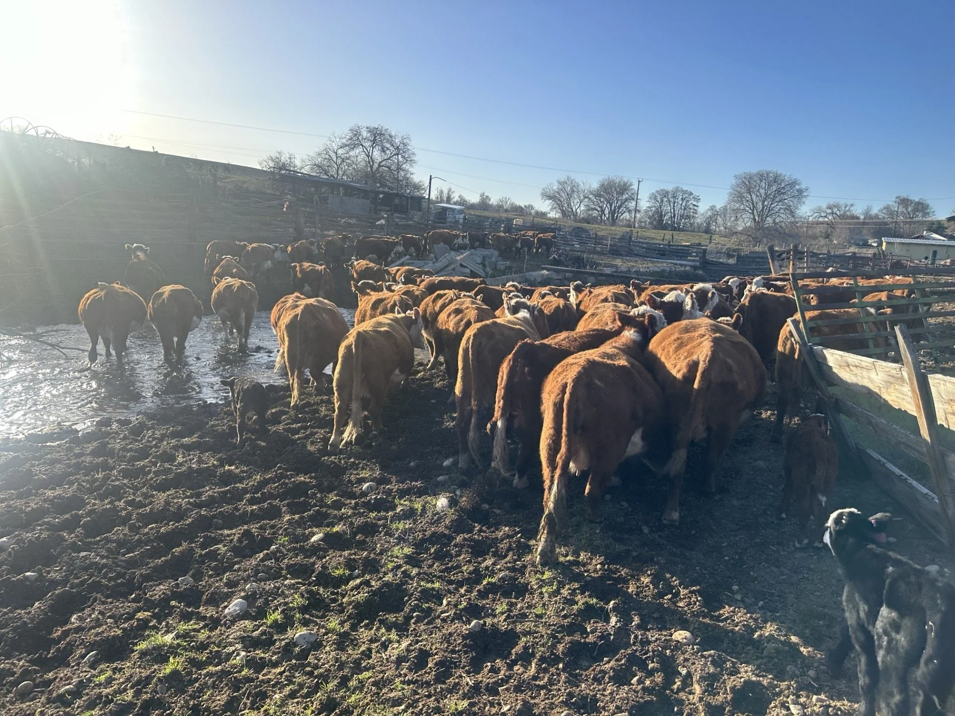 A herd of cattle and calves on a farm, with muddy ground, wooden fencing, and trees in the background under a clear blue sky.