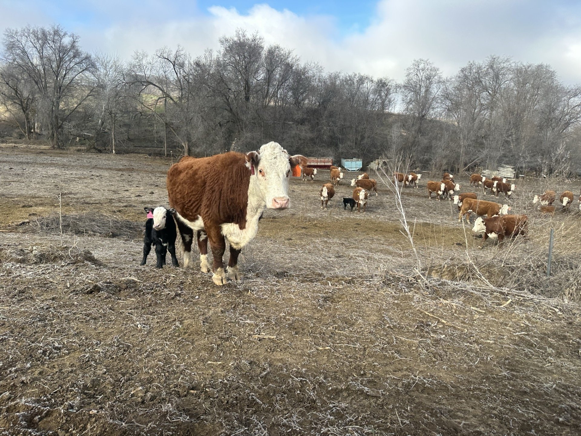 A cow with a white face and brown body standing on a dirt field next to a young black calf with a pink ear tag. In the background, a herd of brown and white cows scattered across the field, with bare trees and some farm equipment or structures behind