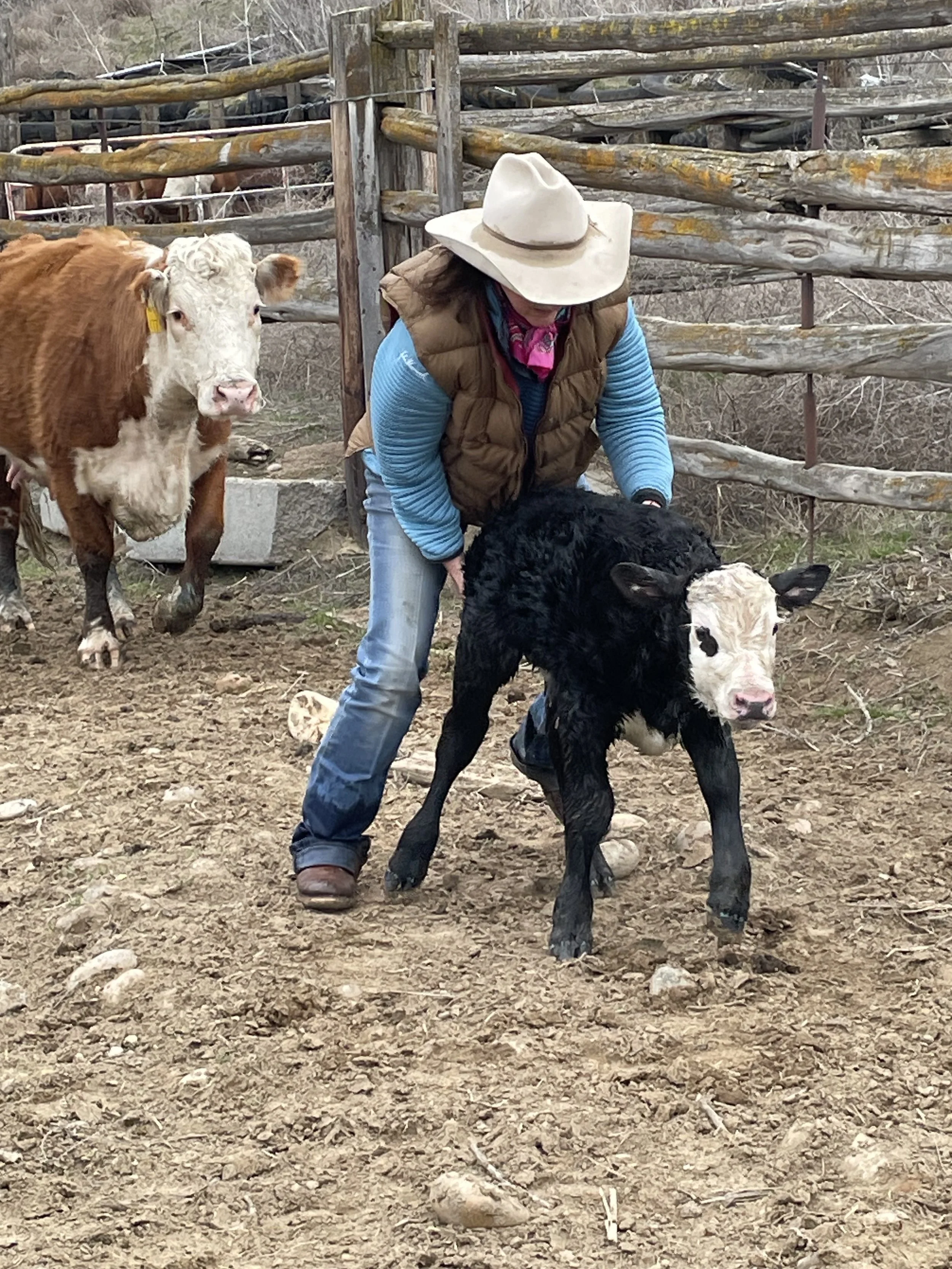 A woman is holding a young calf in her local farmyard on their family farm operation. There are two cows in the background, and the area has a rustic wooden fence and dirt ground.