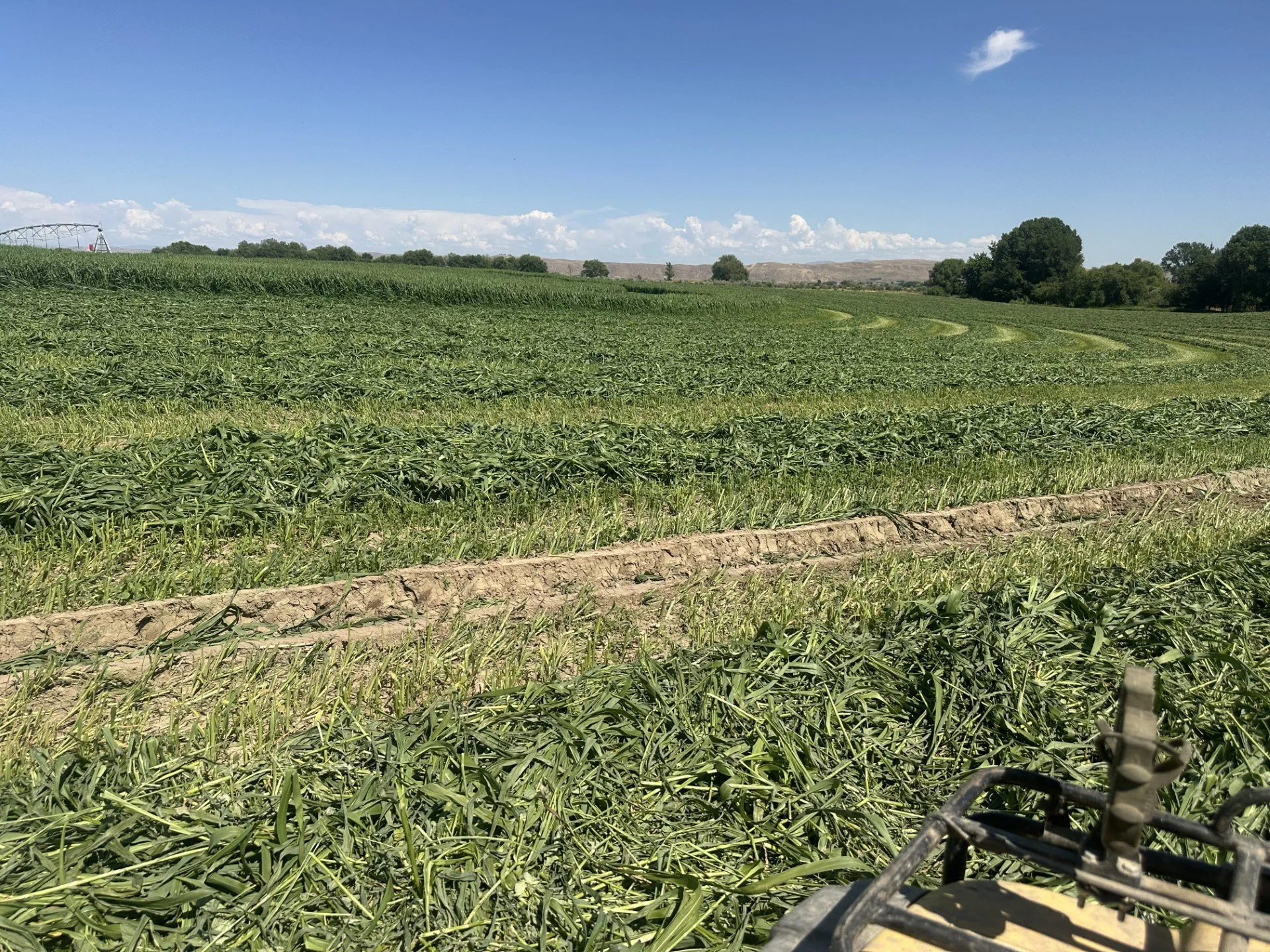View of a green alfalfa. hay  field with rows of crops, under a blue sky with some clouds, and a farm equipment in the foreground.