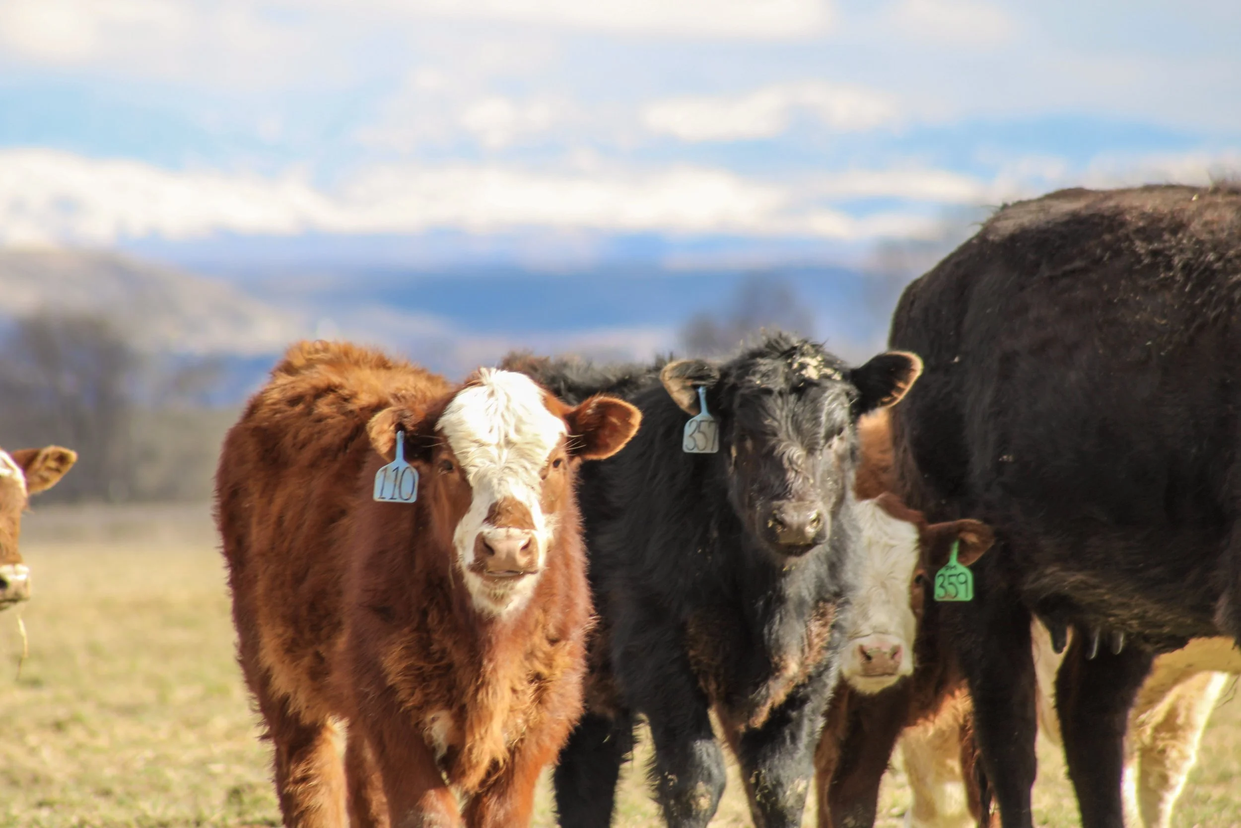 Several healthy farm raised calves standing on a grassy field with mountains and blue sky in the background.