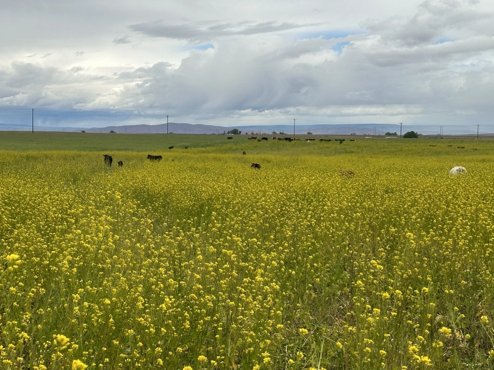 A vast field with yellow flowers under a cloudy sky, with cattle grazing and distant hills in the background.