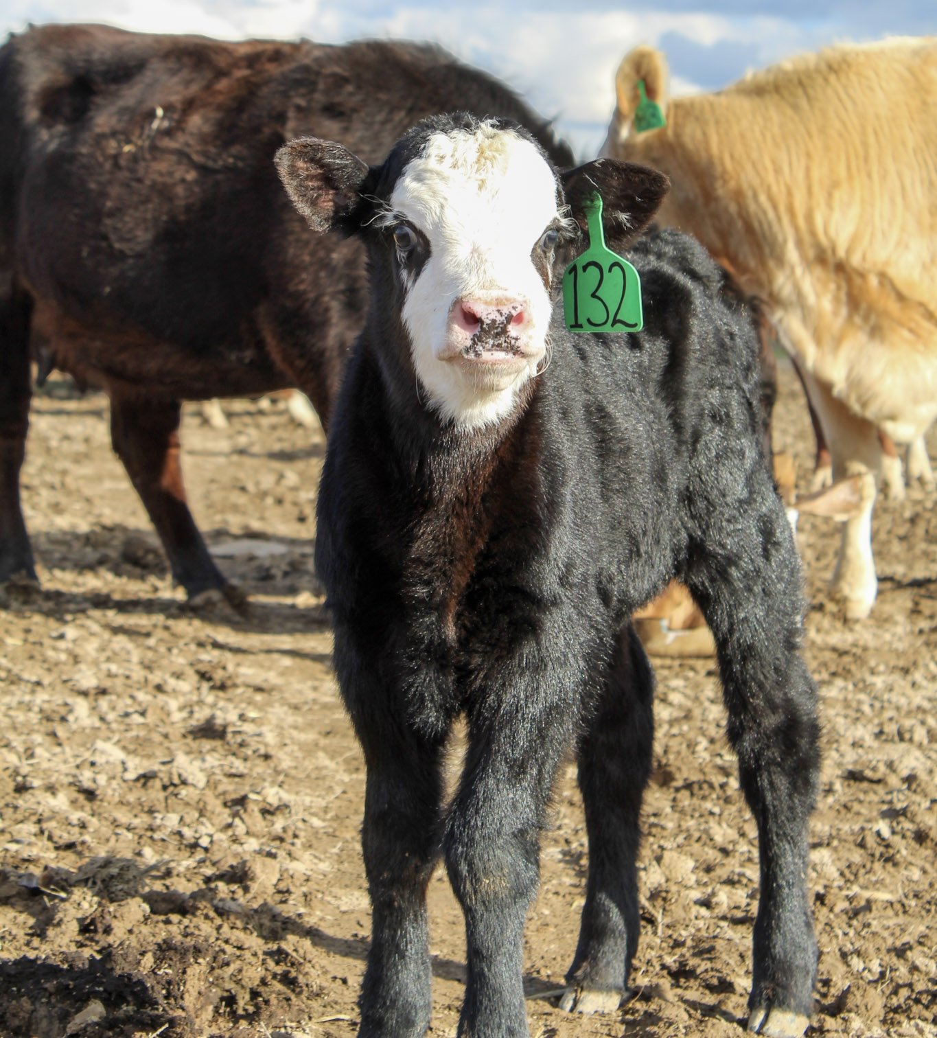 A baby calf with a black coat and white face standing on a dirt farm, with other cattle in the background, wearing a green ear tag with the number 132 on local cattle ranch in Ontario