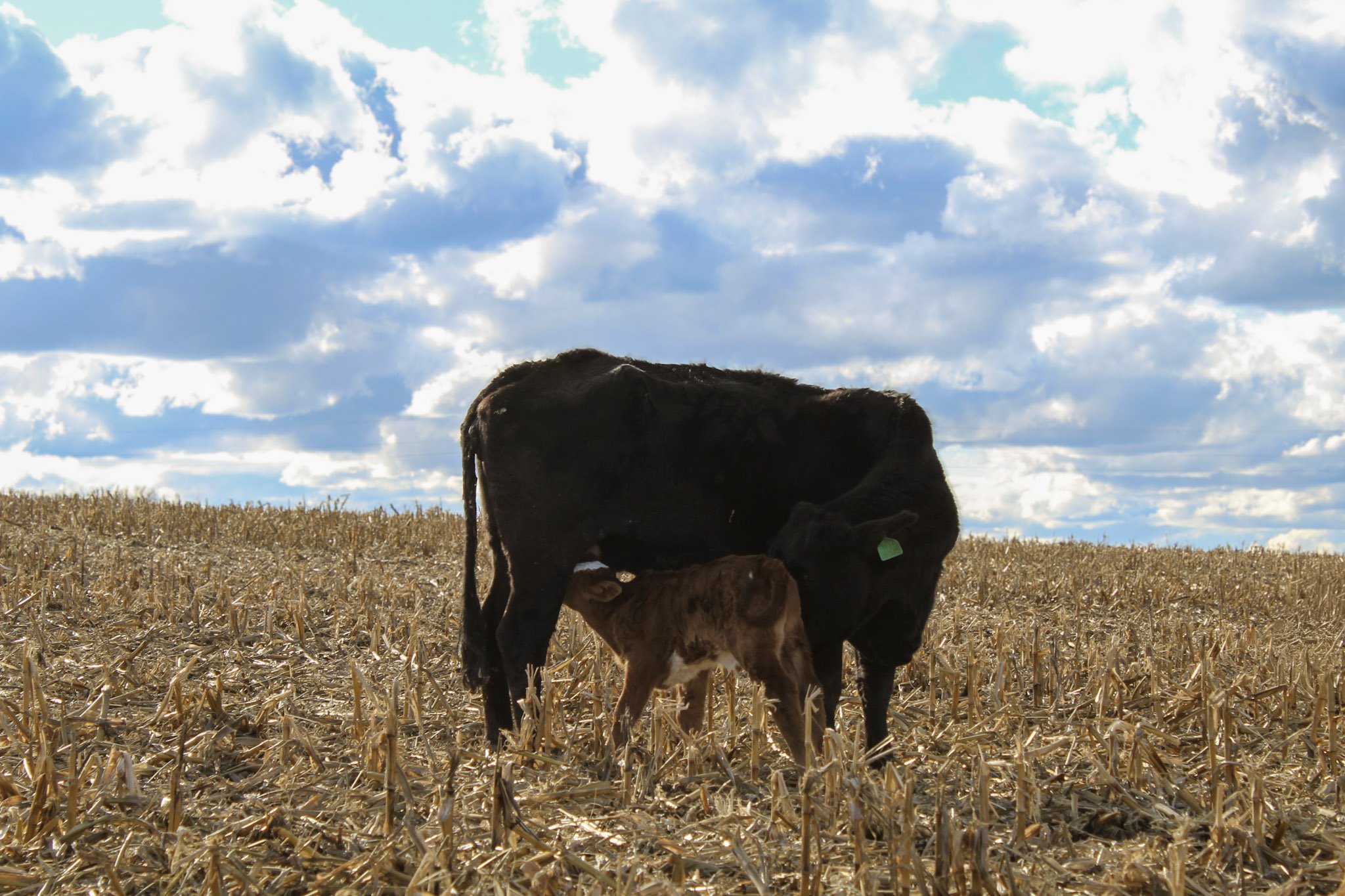 A black cow and a brown calf standing in a harvested cornfield under a blue sky with clouds on Oregon corn pasture where cows are grass fed and corn finished.