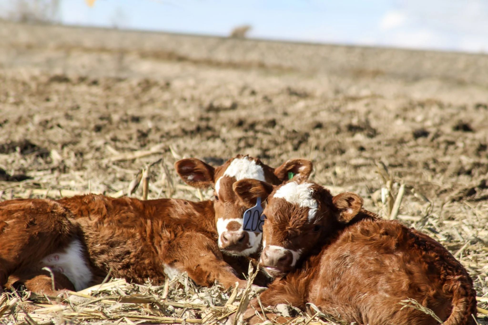 Two happy healthy calves  lying on dried straw in an open field with a cloudy sky in the background.