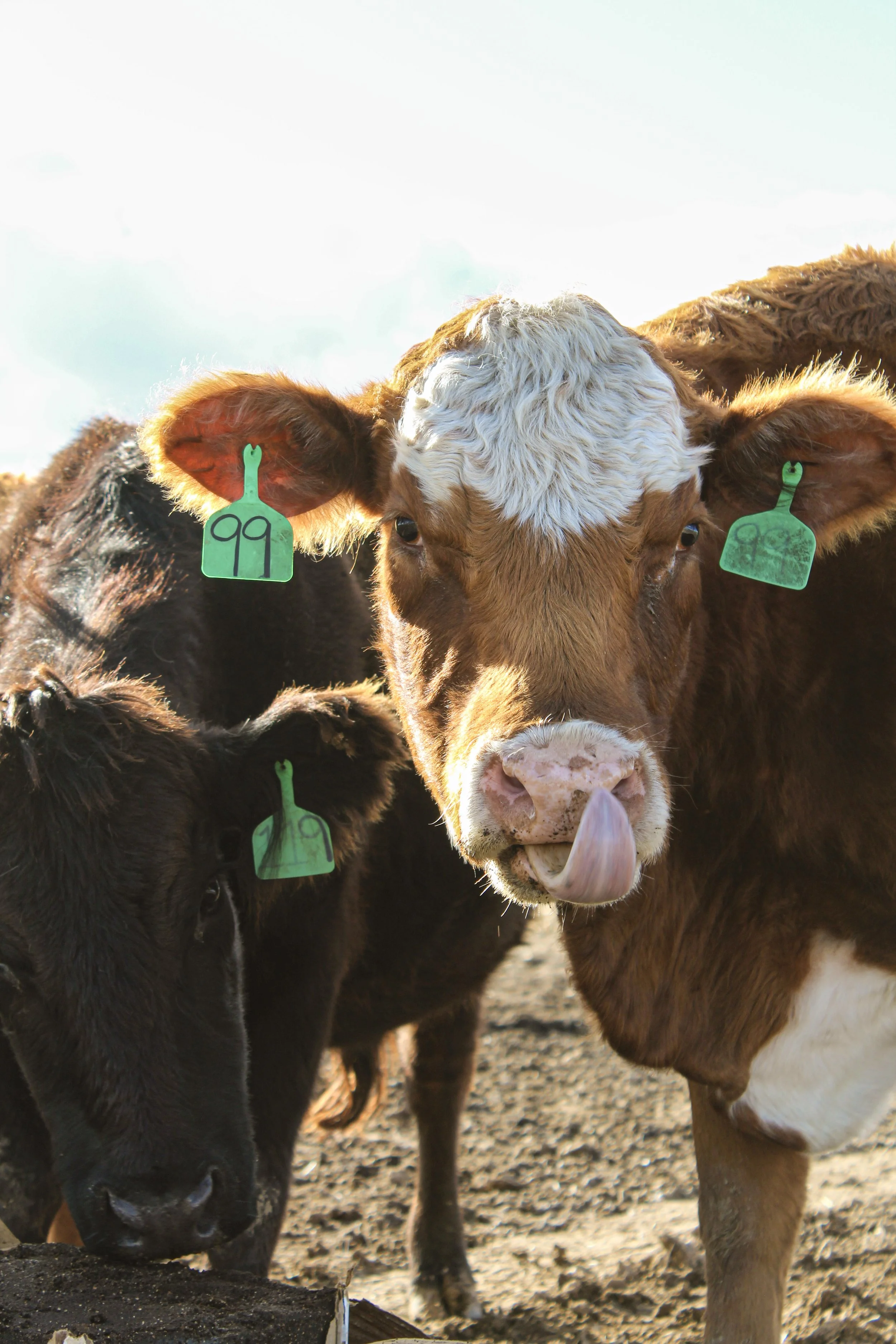 Close-up of three young grass fed corn finished cattle with ear tags, one licking its nose with tongue, standing in a dirt field under a blue sky.