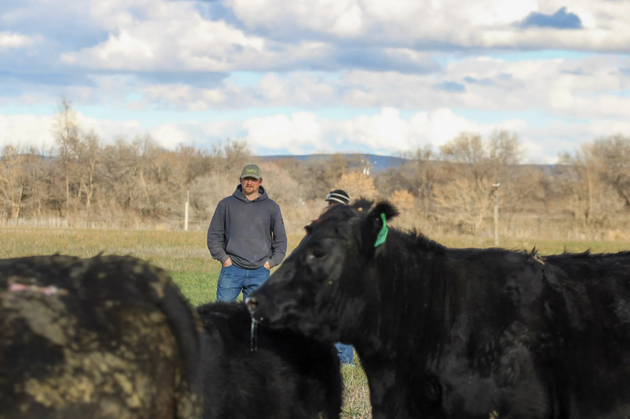 A man in a gray hoodie and baseball cap stands in a pasture with farm raised pasture raised cows, with a background of trees, hills, and a cloudy sky.