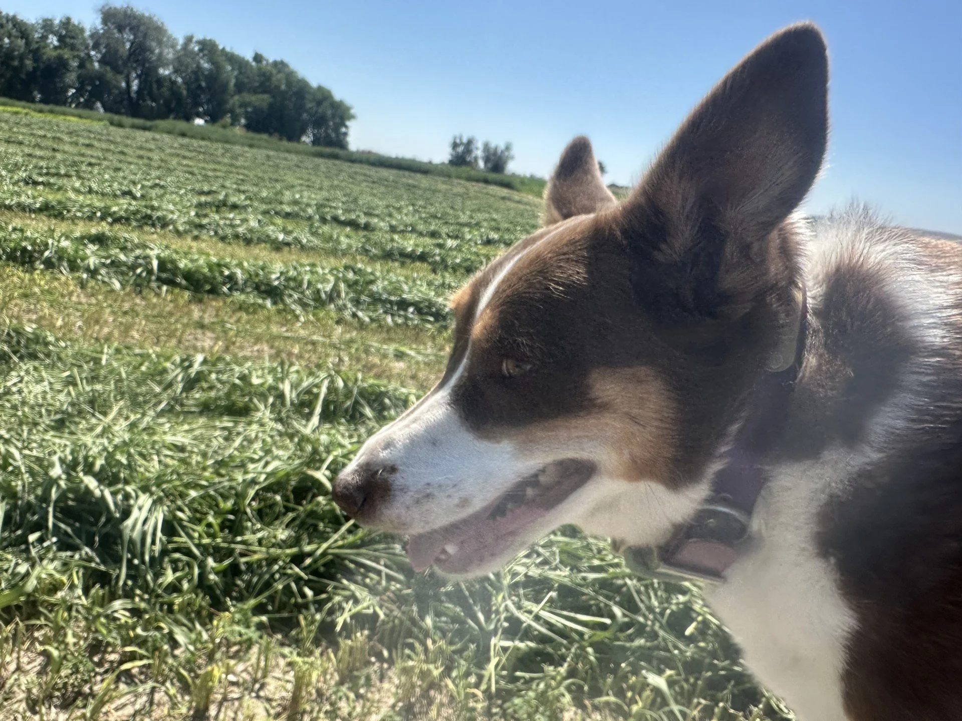 A dog with grey, black, and white fur in a field of green plants under a clear blue sky, sniffing the ground.
