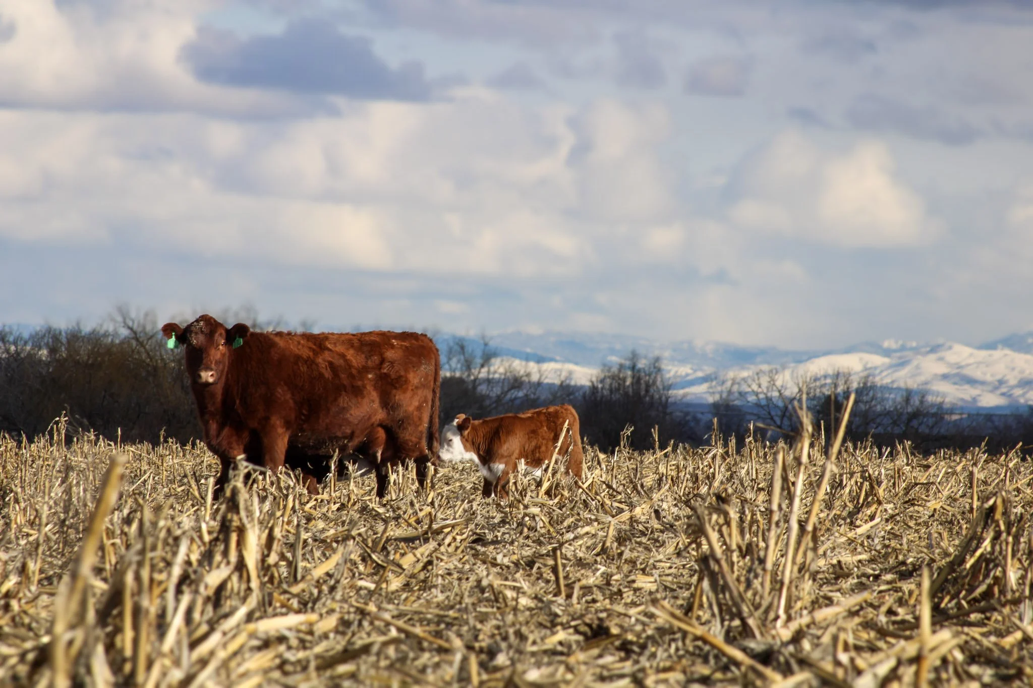 A brown cow and a smaller calf standing in a harvested cornfield with mountain snow in the background and a partly cloudy sky eating corn for grass fed corn finished local beef.