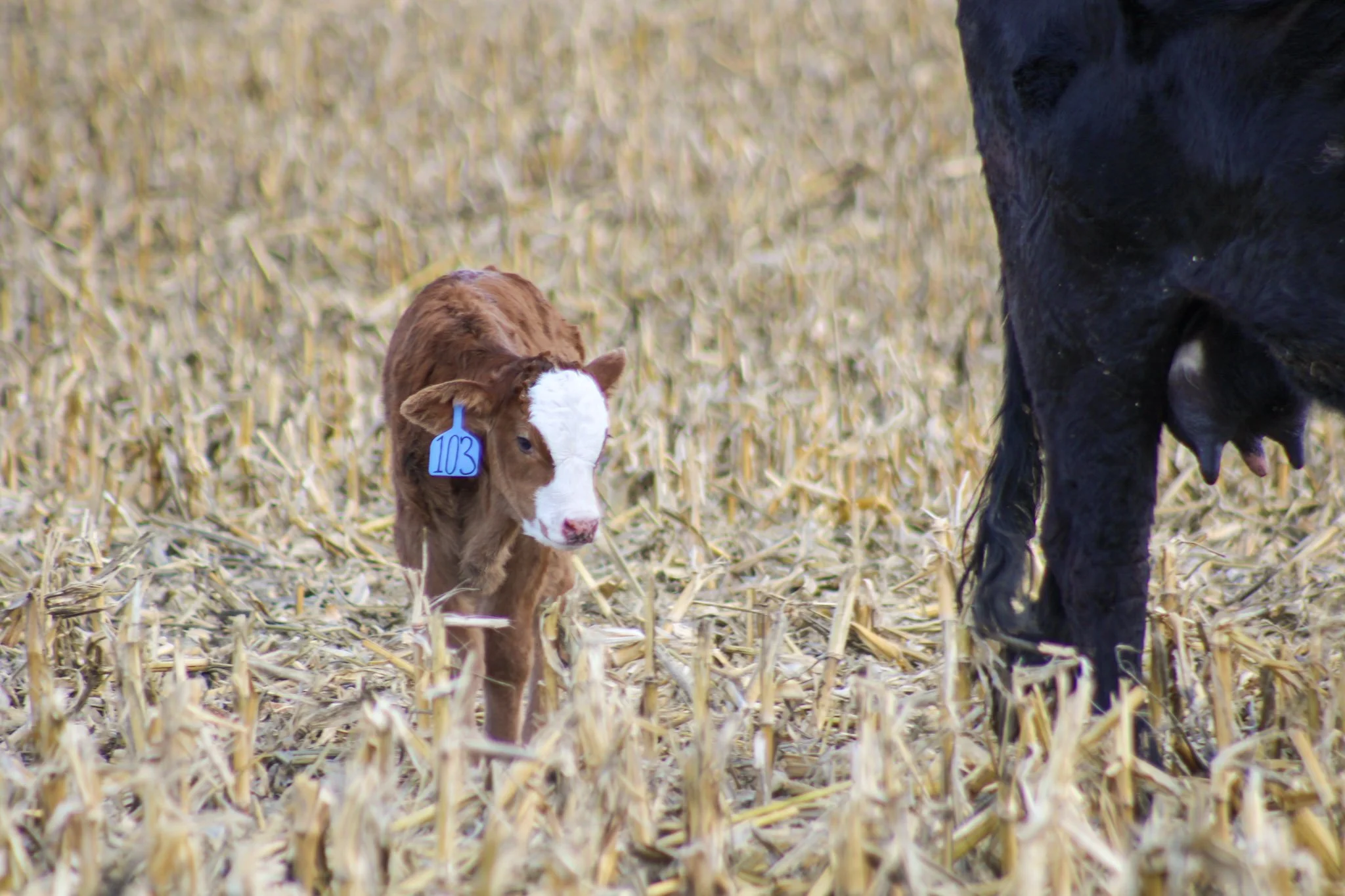 A small brown and white calf on local Idaho farm with a blue ear tag labeled '103' standing in a field of dried yellowish grass near the udder of a black cow.