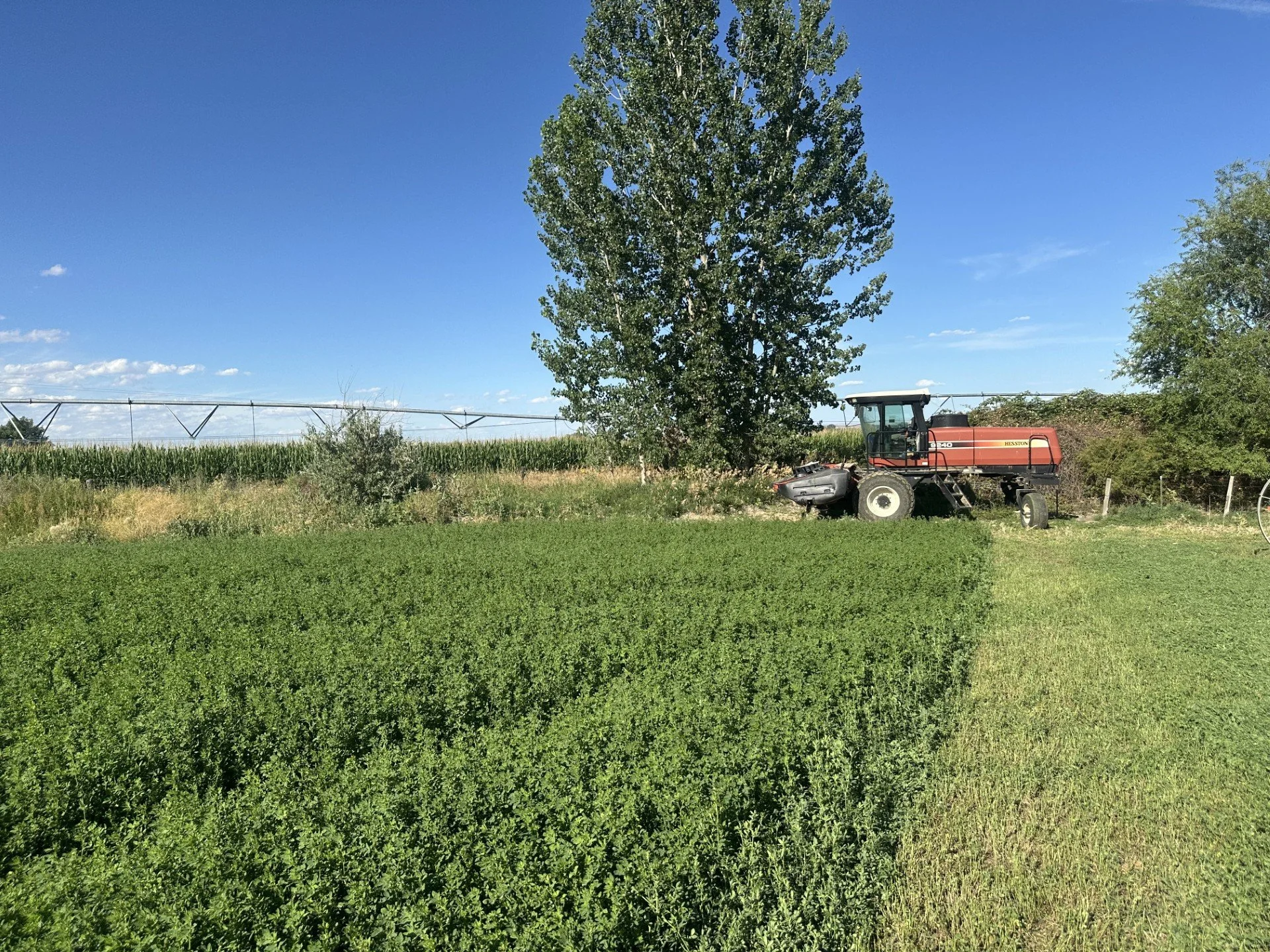 An alfalfa field with green crops, a large tree, a red tractor, in Ontario Oregon starting to cut their own hay for pasture raised beef with a clear blue sky.
