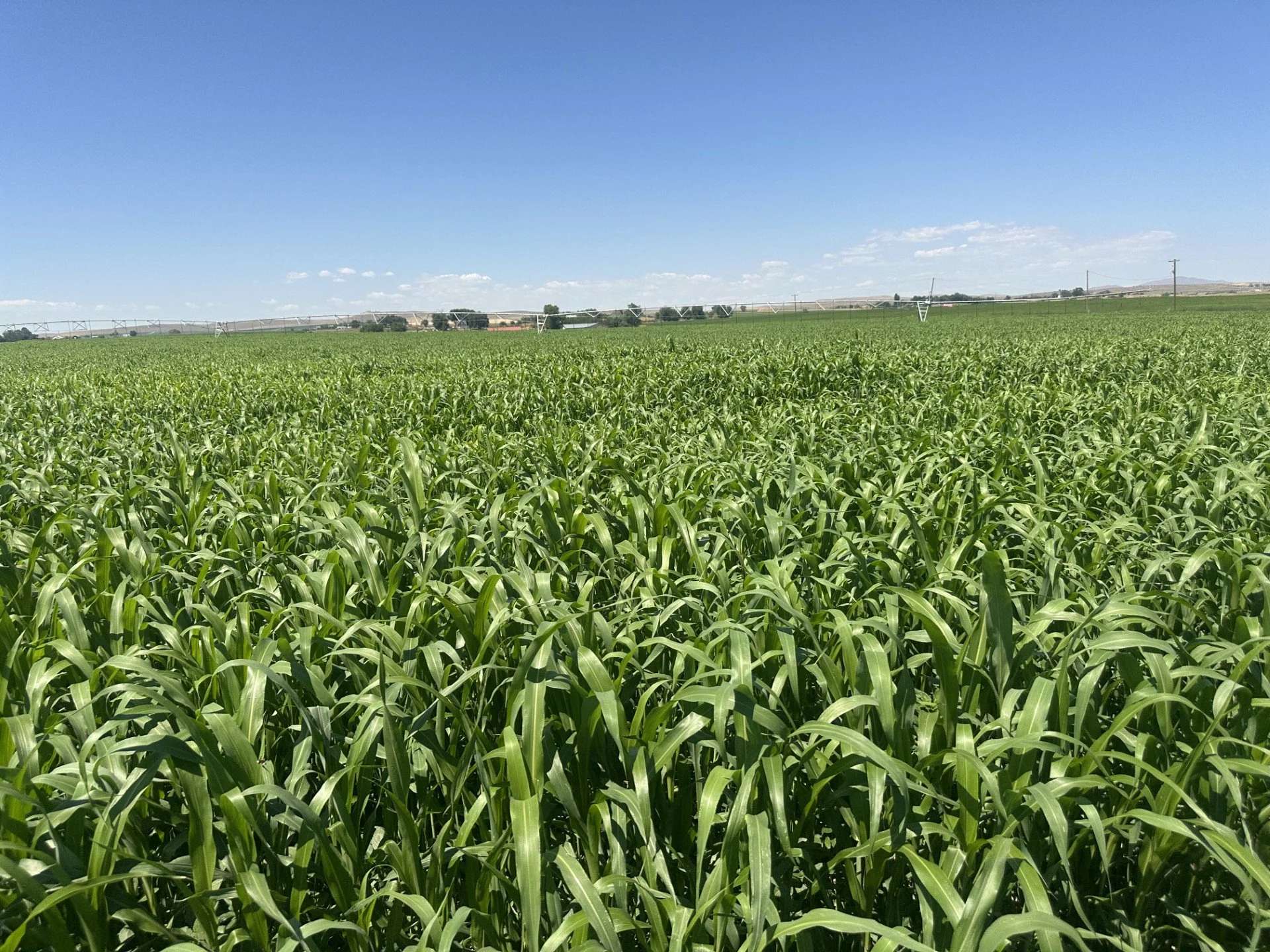 A vast green field of crops under a clear blue sky with scattered clouds, and distant power lines on the horizon.