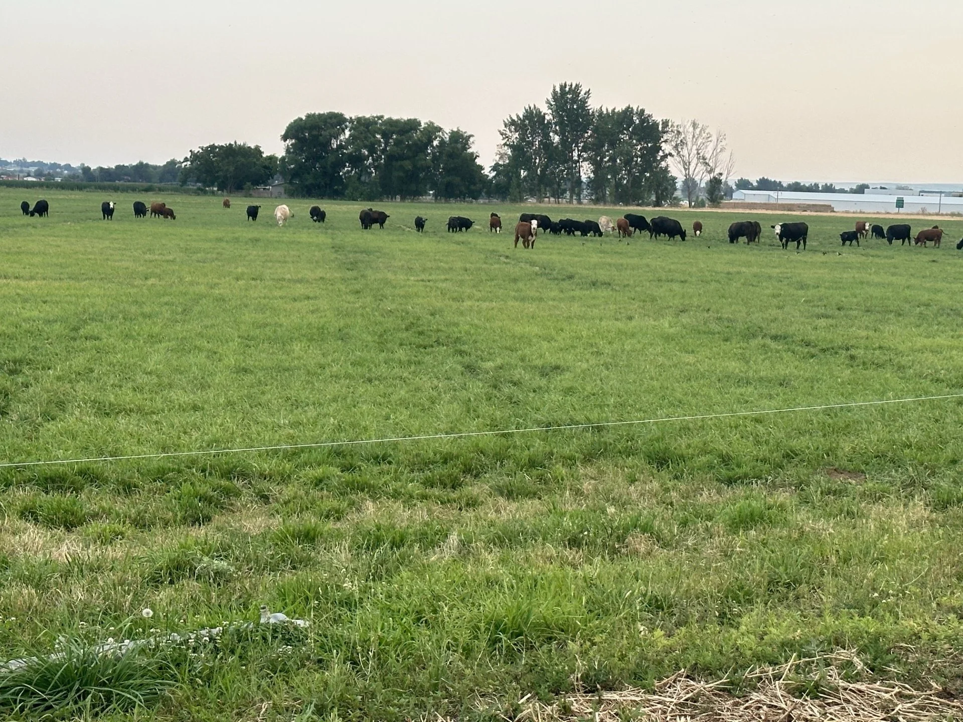 A green pasture with cows grazing and standing, and trees in the background under a cloudy sky.