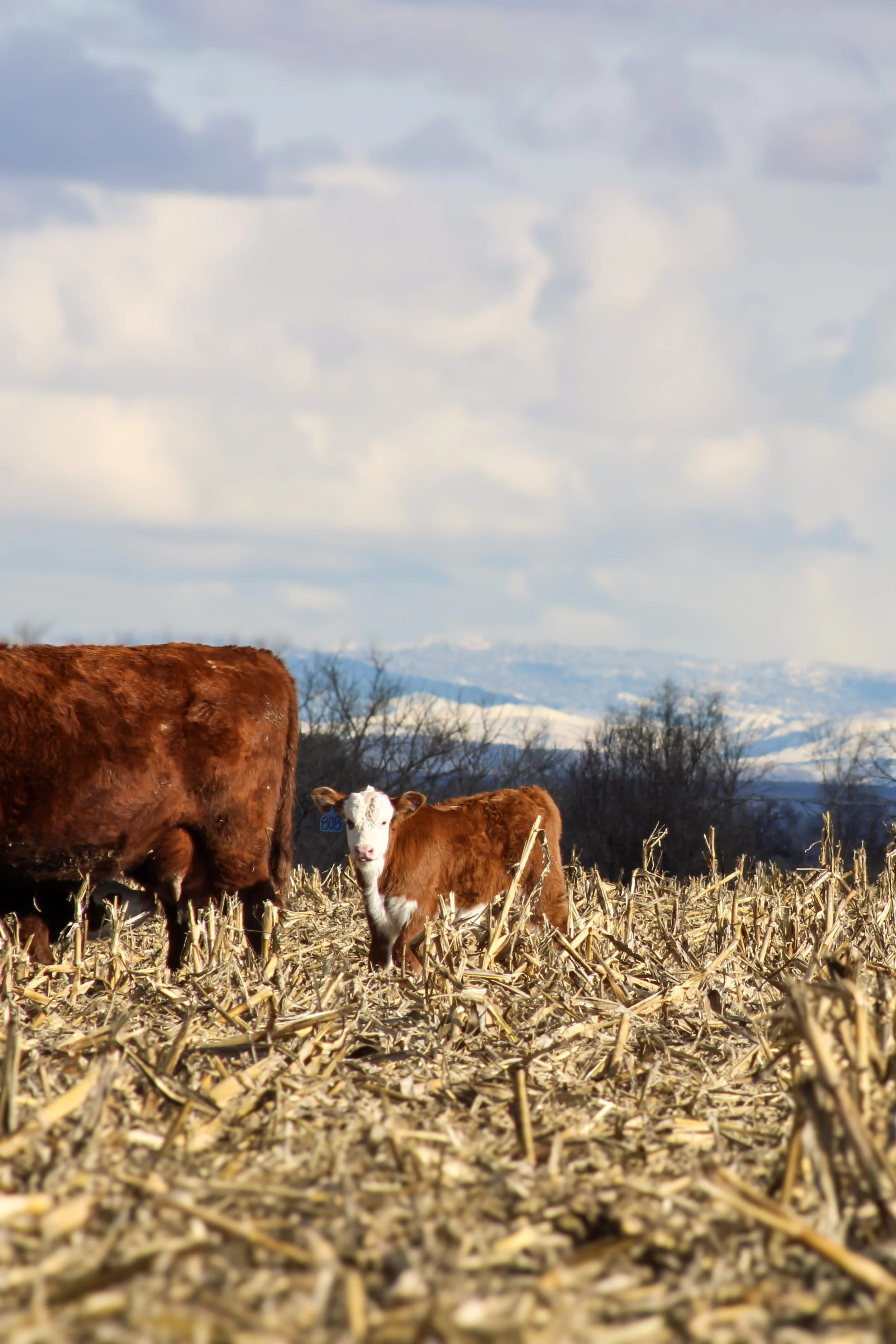 A local farm raised calf standing in a harvested cornfield with a cow nearby against a mountainous landscape and cloudy sky.