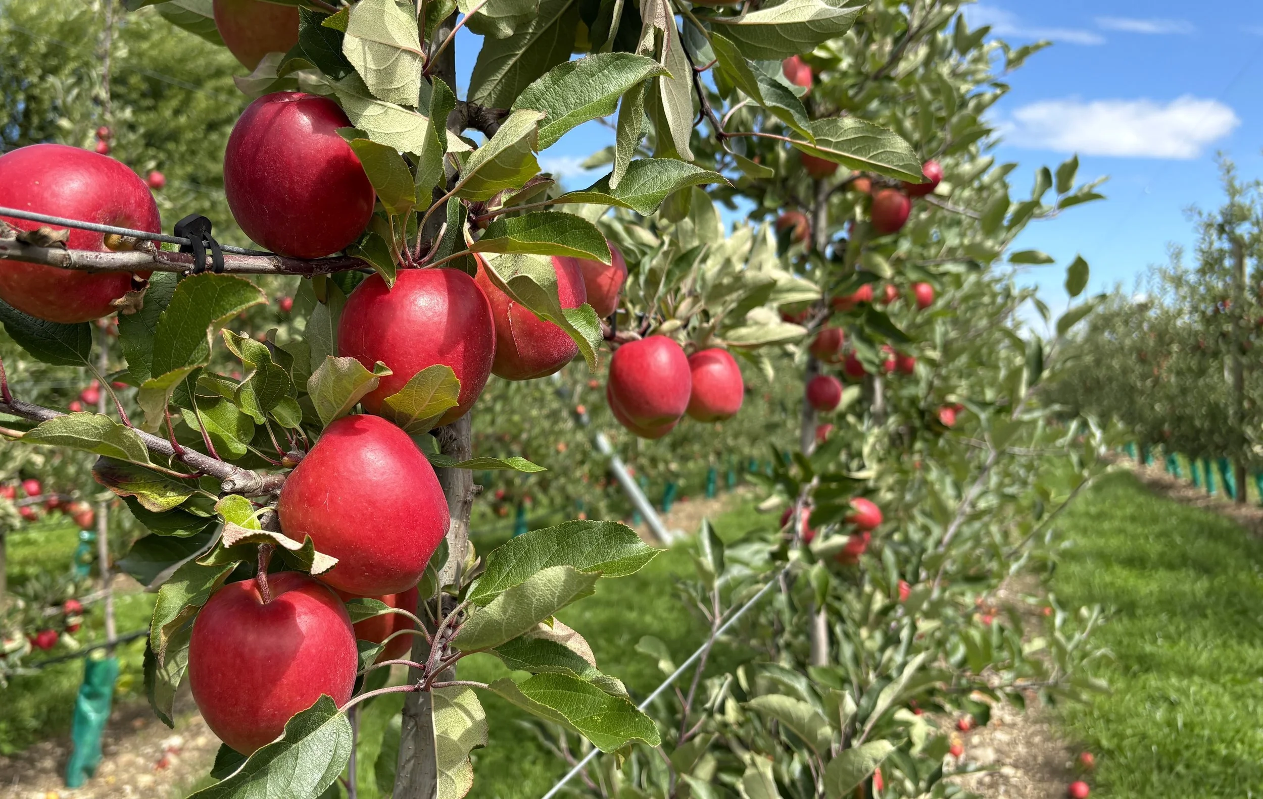 Golden Bay Fruit’s Nelson Sassy™ a few days before harvest.