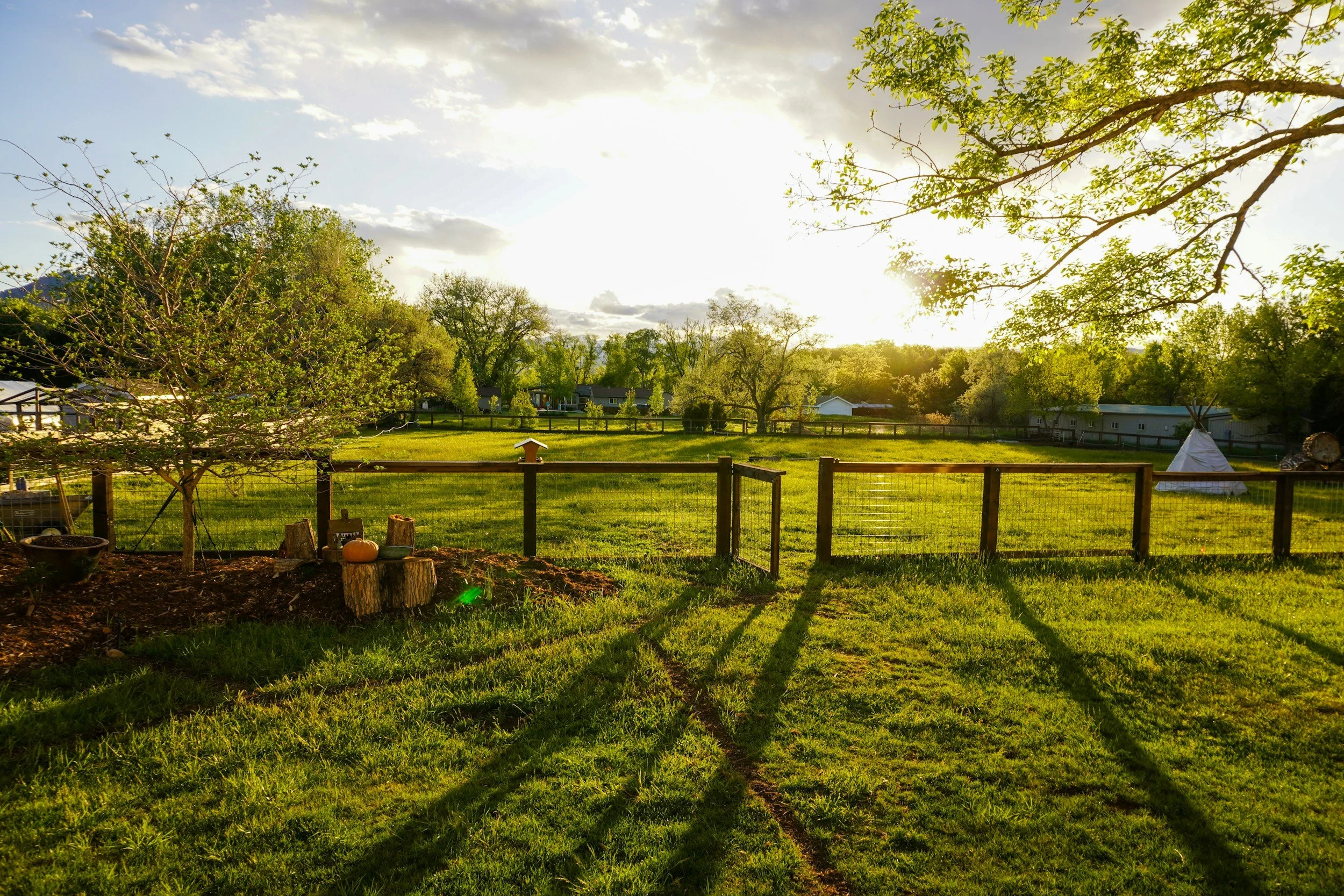 A sunny backyard with a grassy lawn, trees, and a wooden fence, with long shadows cast on the ground from the setting or rising sun.