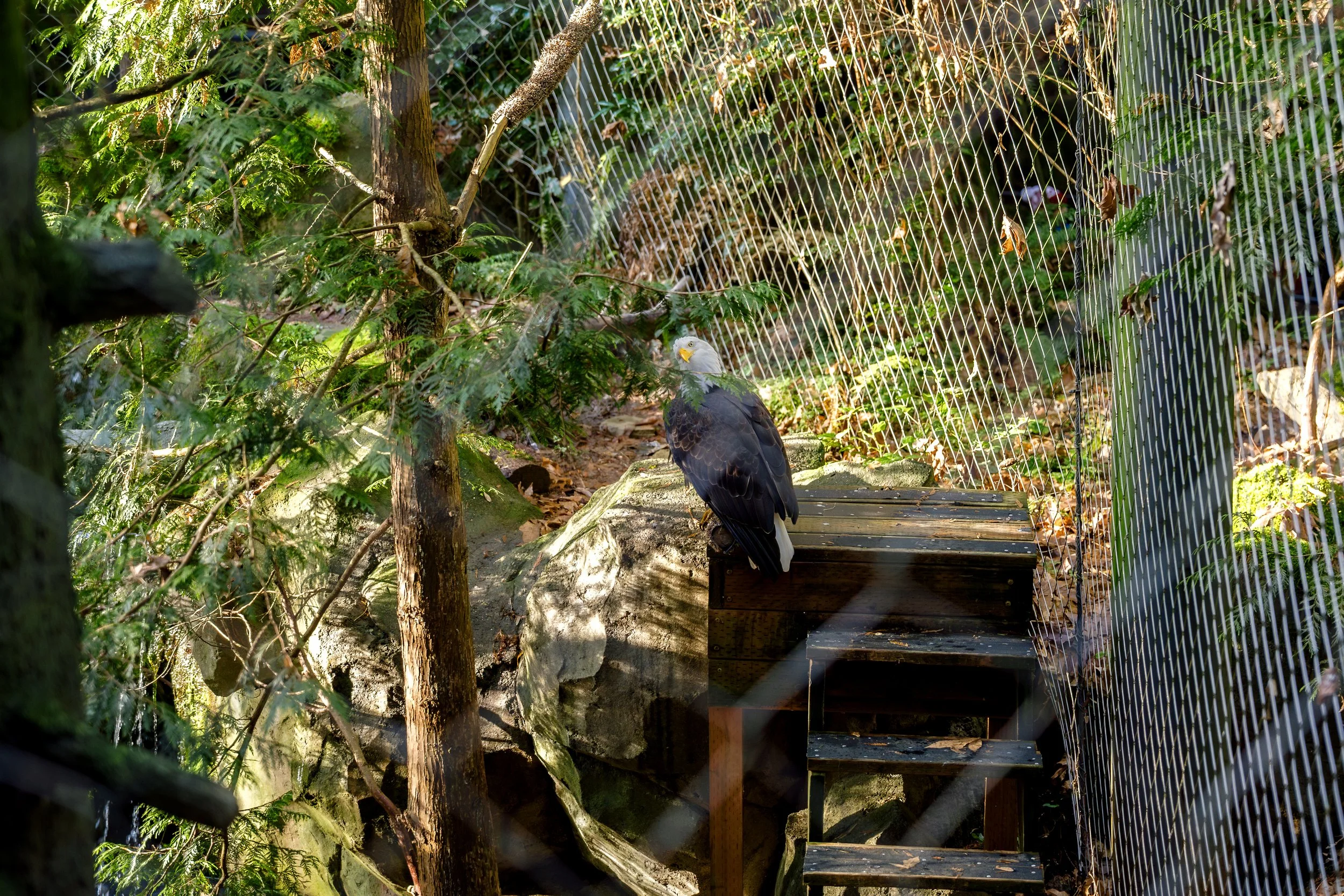 121325-joseyandzach-proposal-oregonzoo0083.jpg