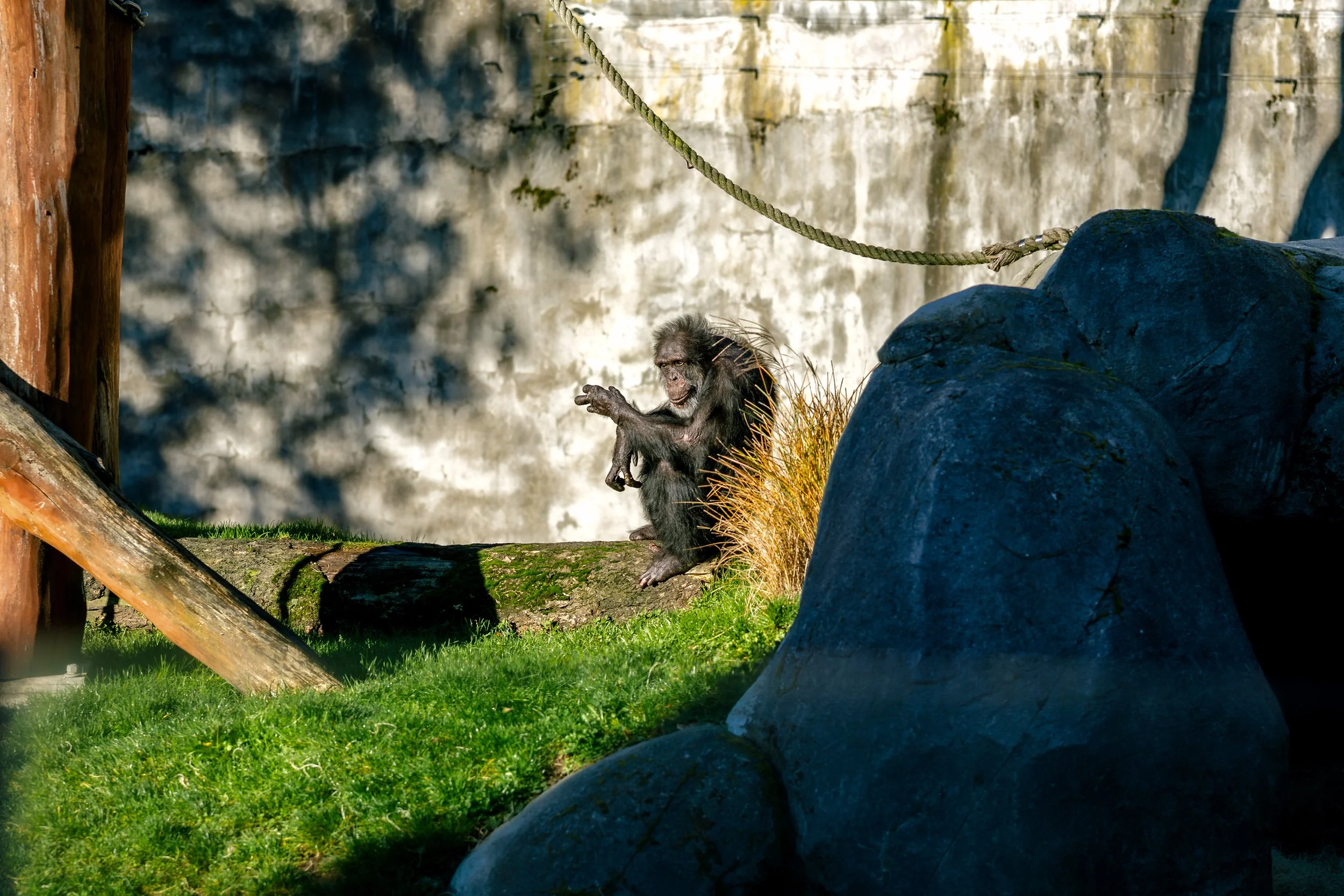 121325-joseyandzach-proposal-oregonzoo0211.jpg
