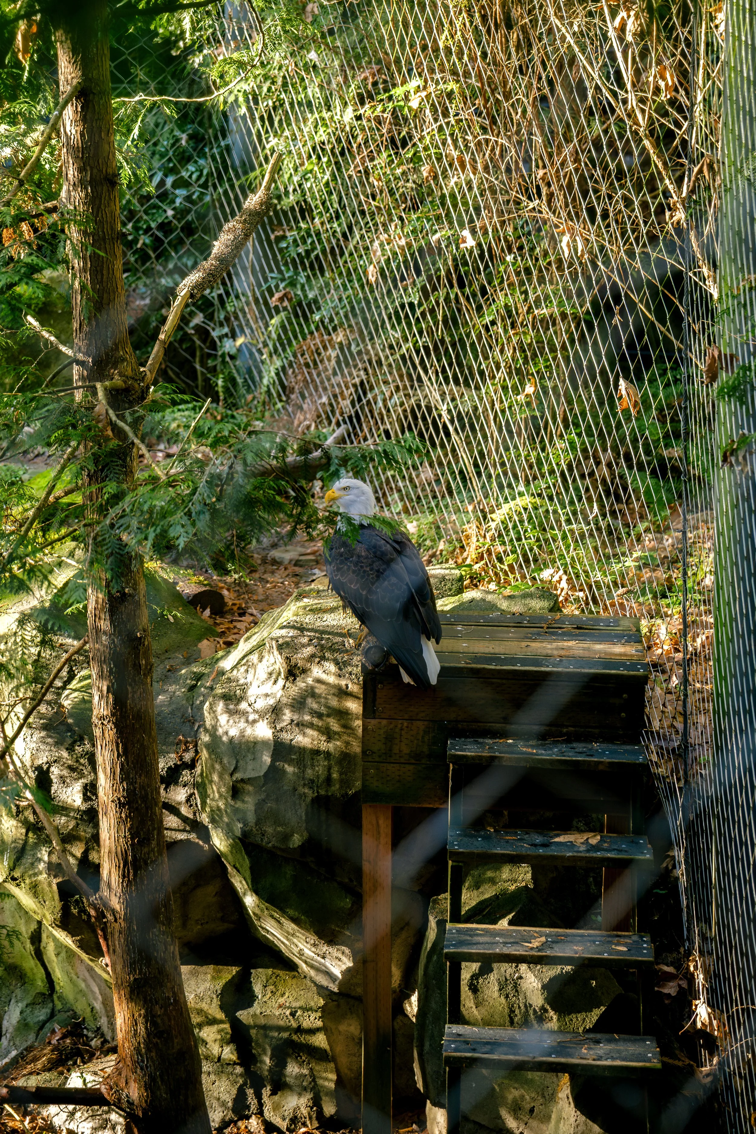 121325-joseyandzach-proposal-oregonzoo0079.jpg