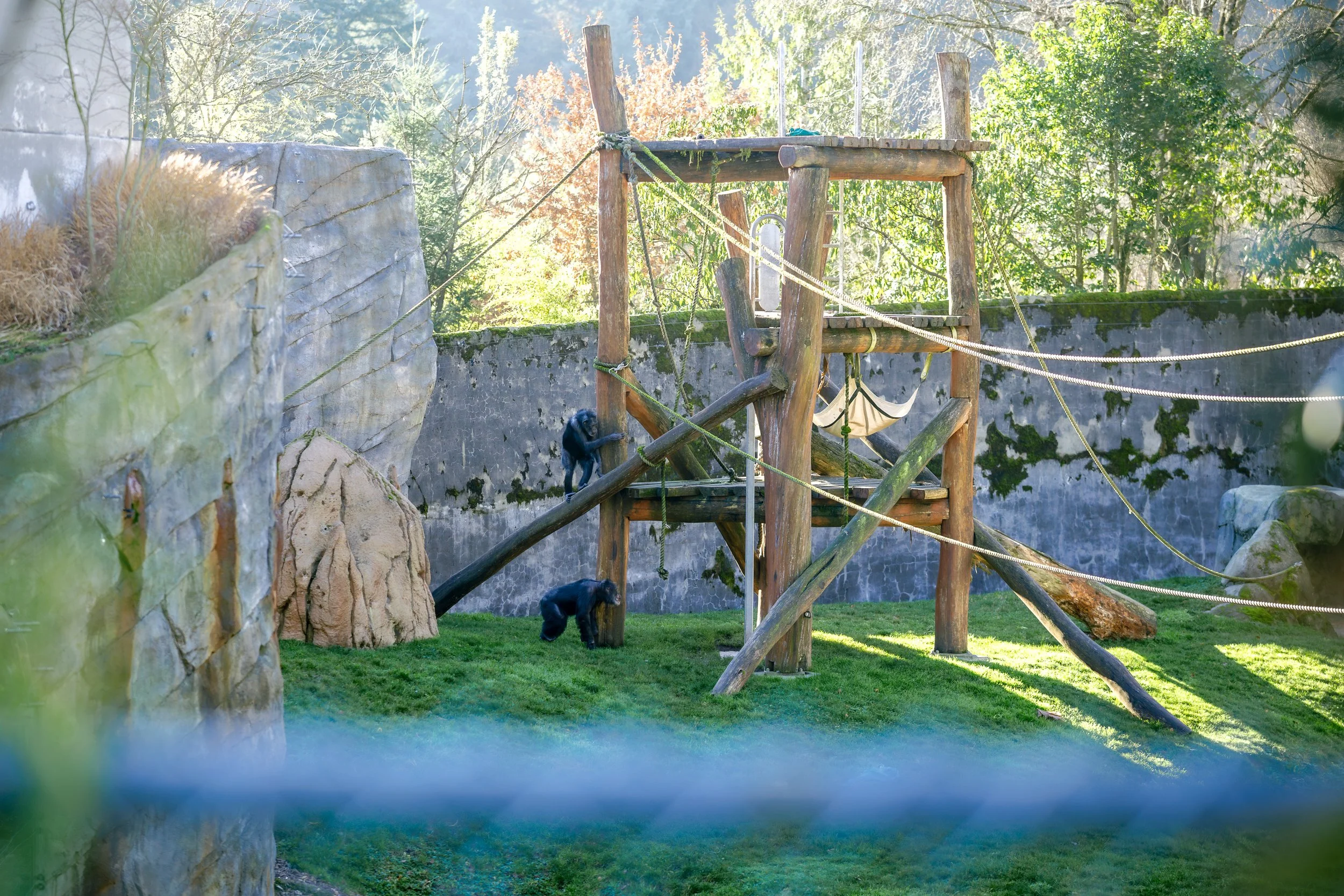 121325-joseyandzach-proposal-oregonzoo0196.jpg