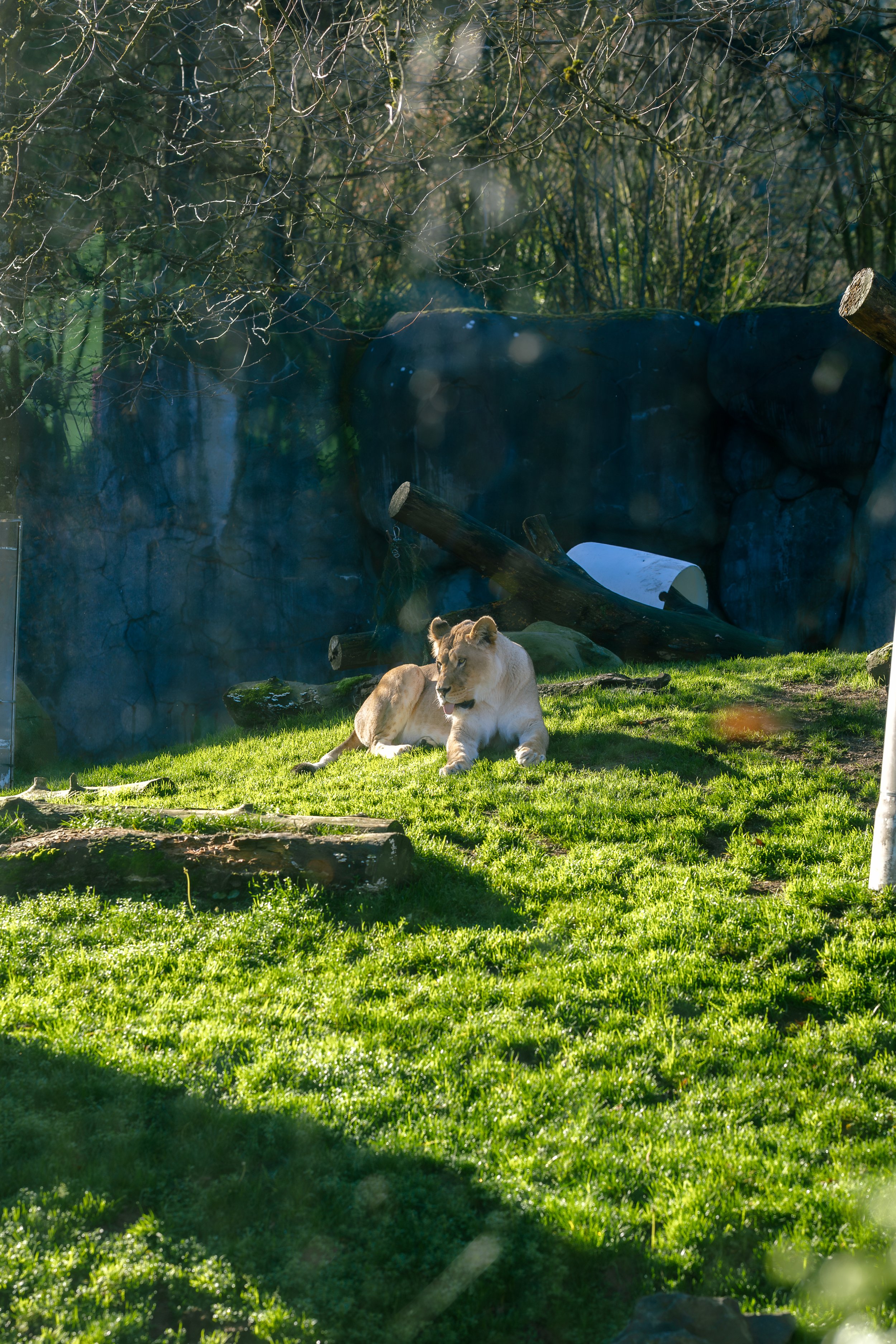 121325-joseyandzach-proposal-oregonzoo0376.jpg