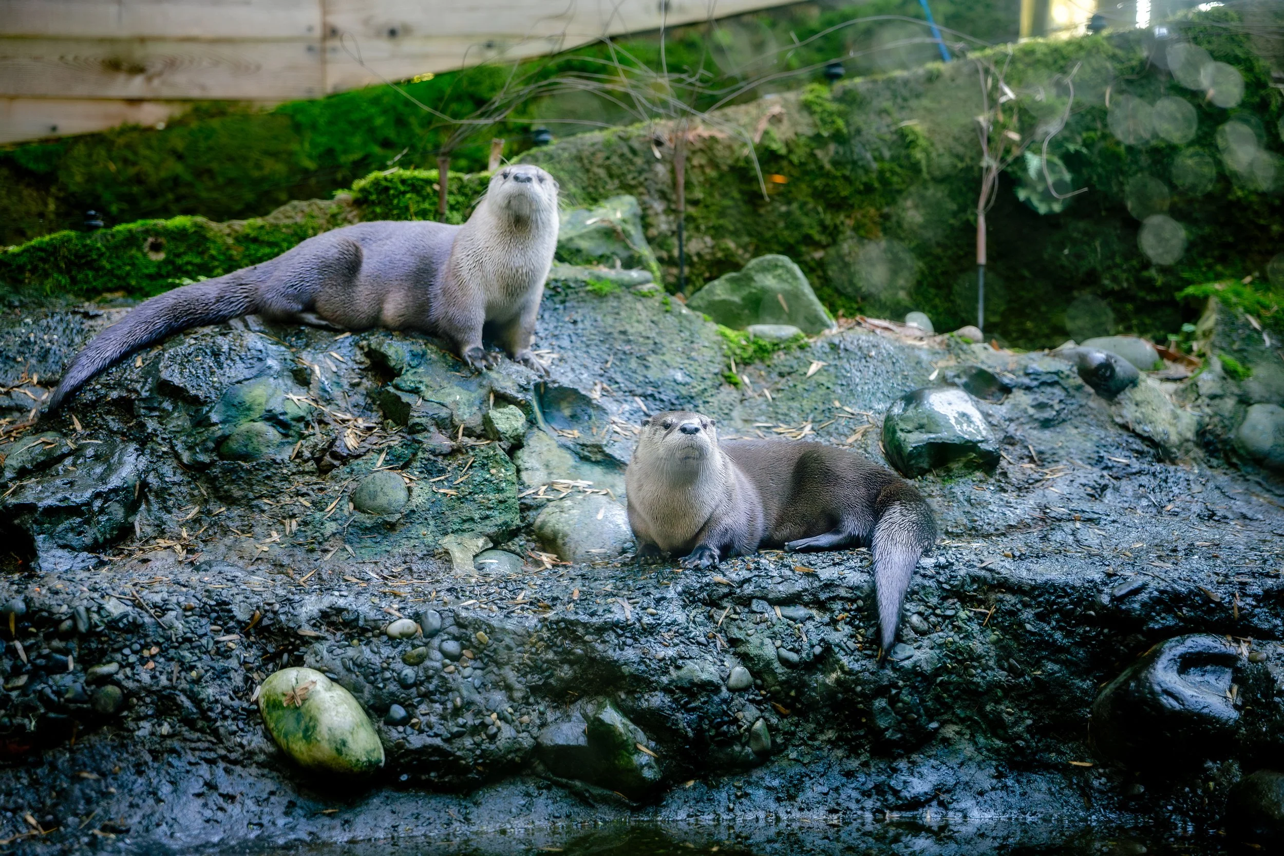 121325-joseyandzach-proposal-oregonzoo0144-Edit.jpg