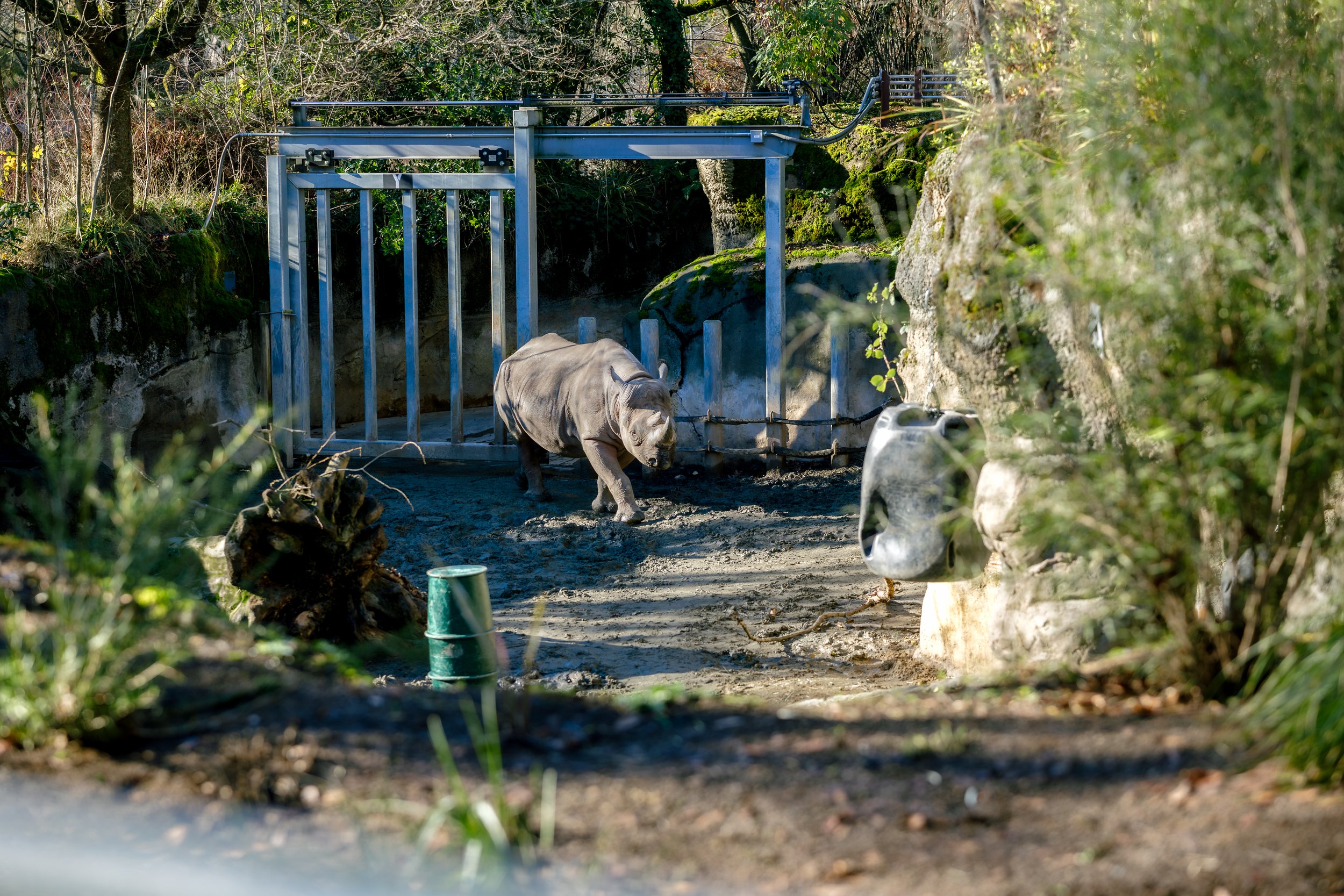 121325-joseyandzach-proposal-oregonzoo0438.jpg