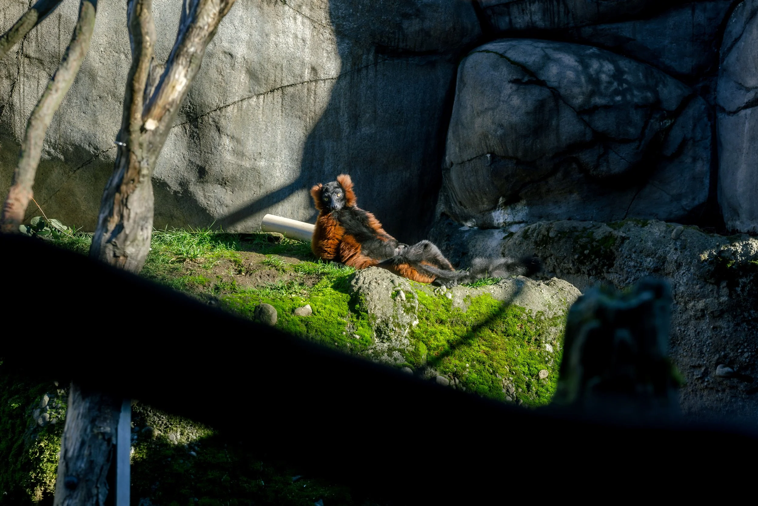 121325-joseyandzach-proposal-oregonzoo0392.jpg