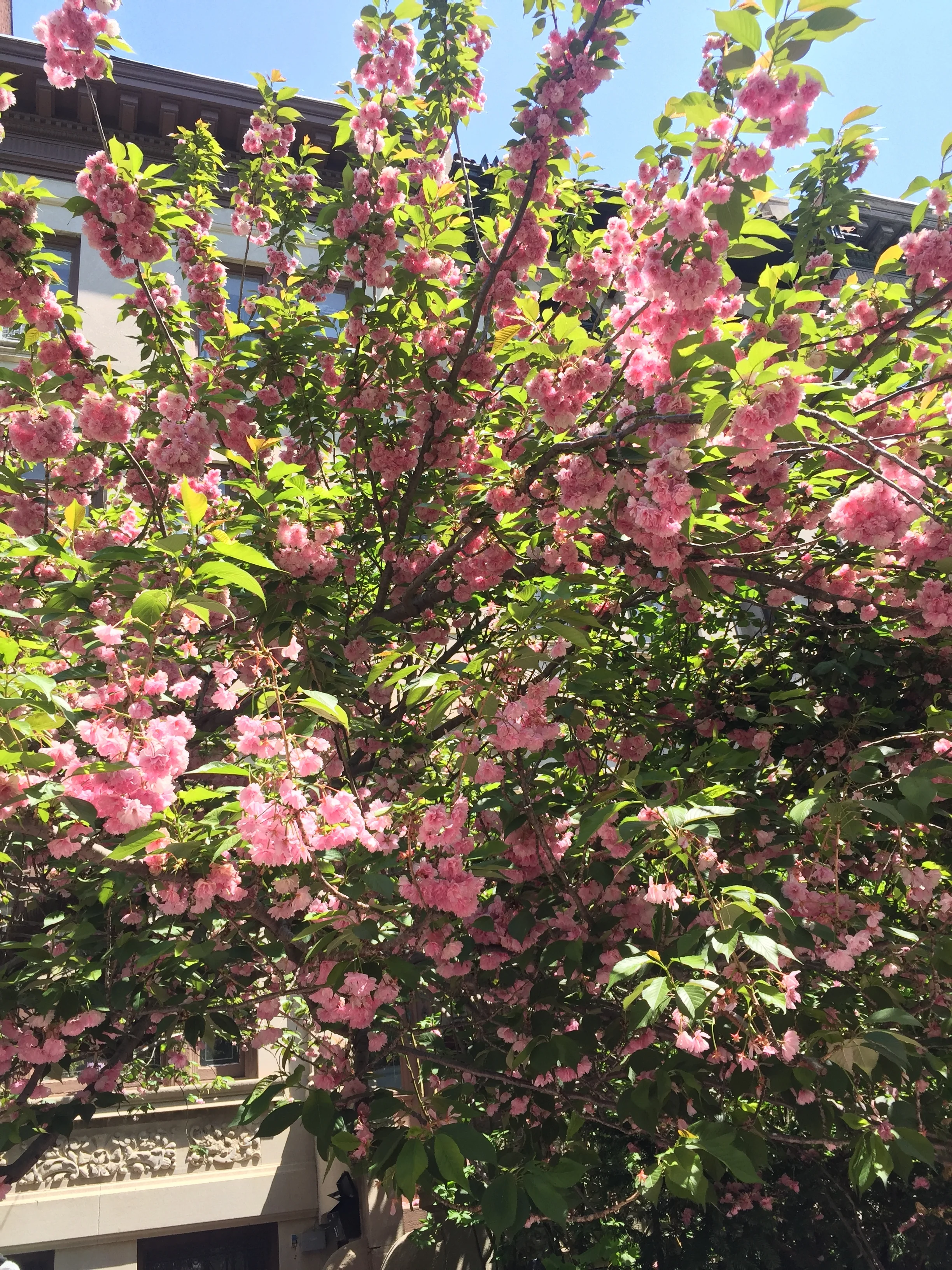 Pink flowering tree with green leaves under a blue sky, buildings visible in the background.
