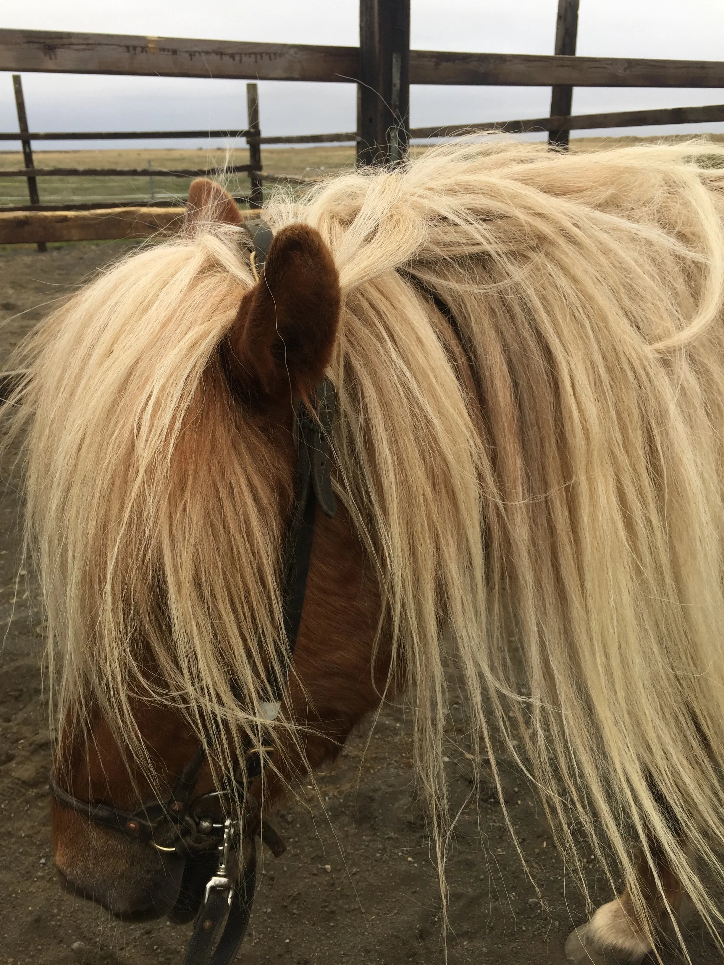A close-up of an Icelandic horse with a long, flowing blonde mane inside a fenced outdoor area.