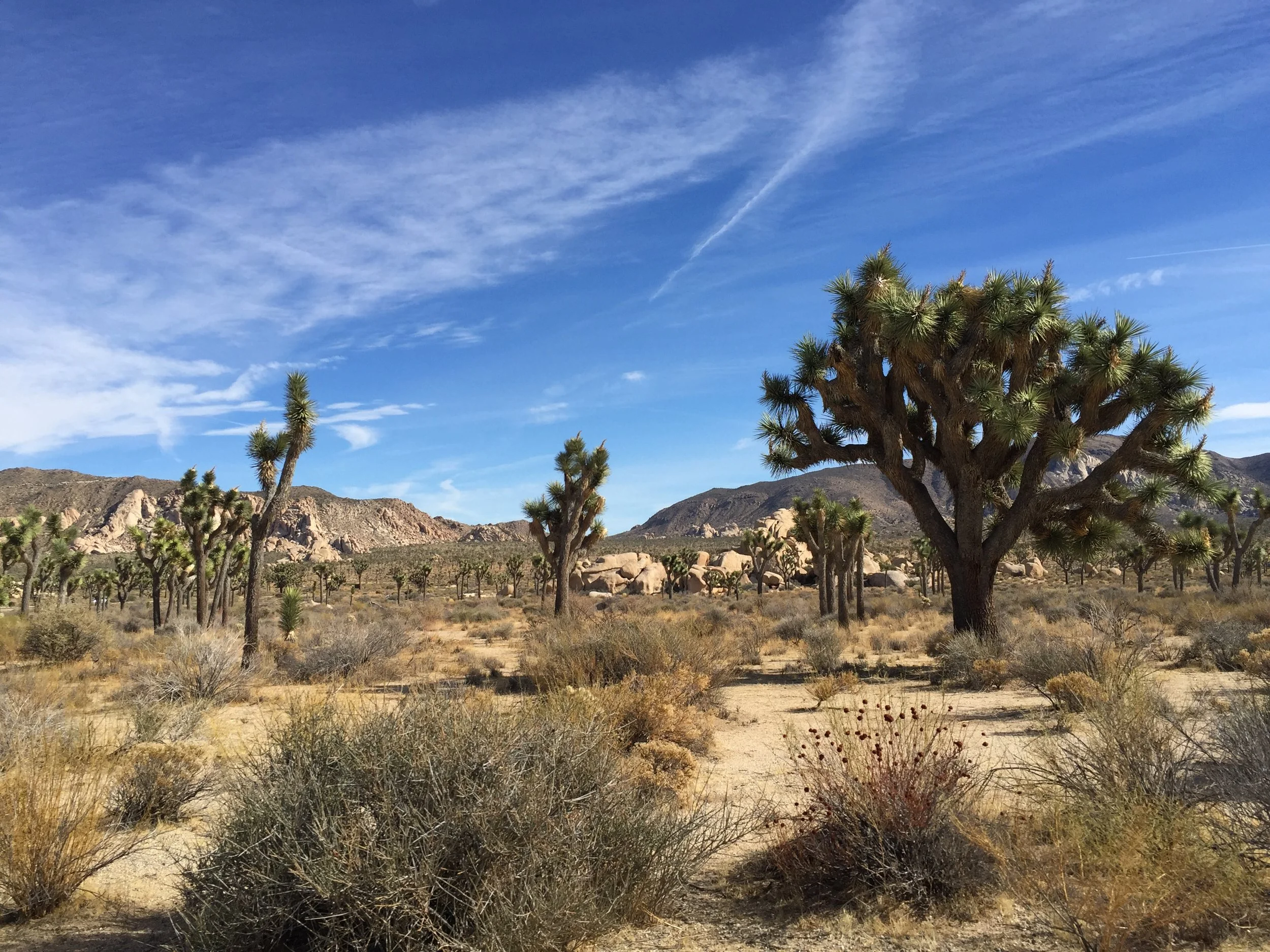 A desert landscape with Joshua trees, rocky hills, and a bright blue sky with wispy clouds.