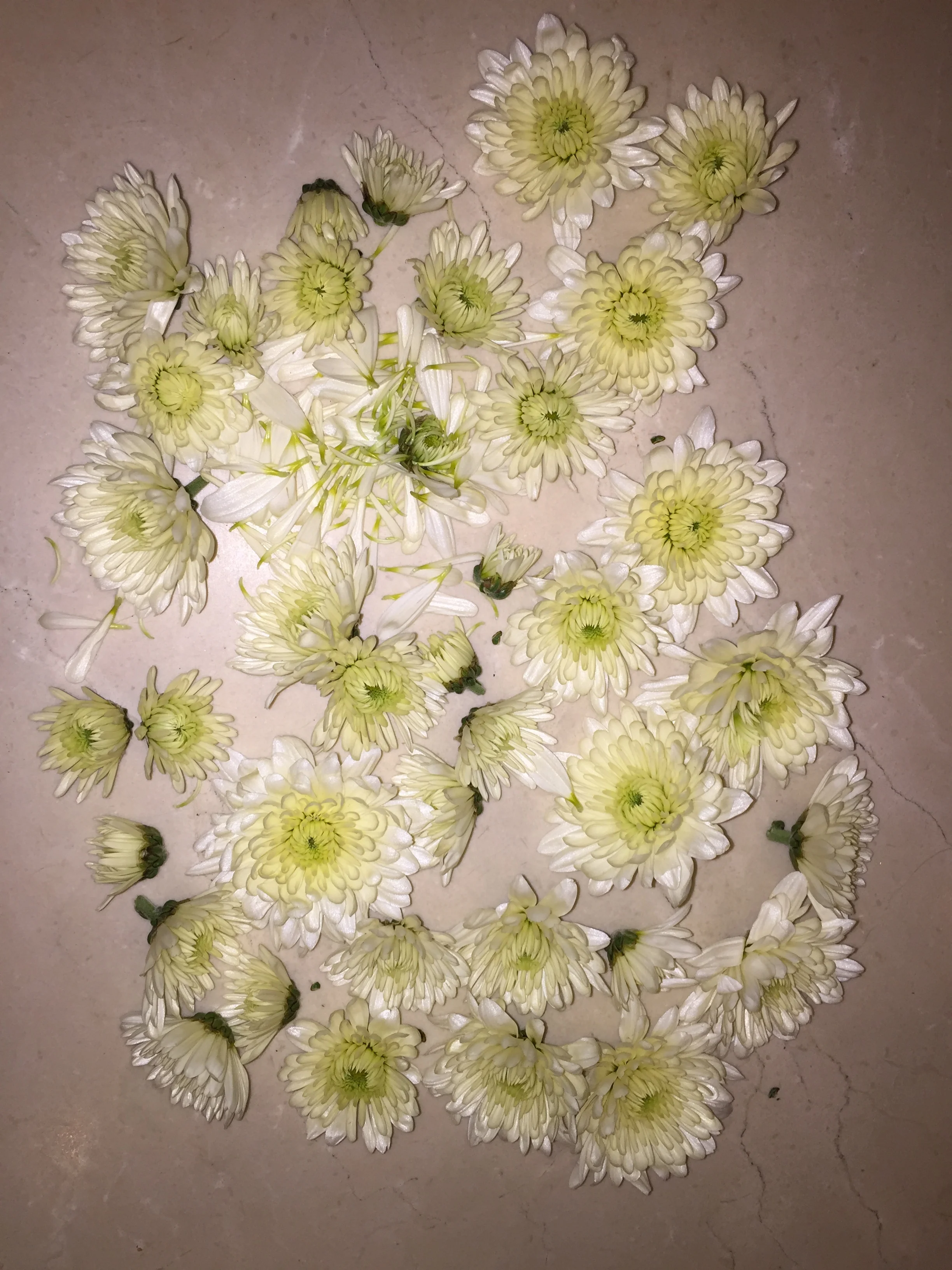 White chrysanthemum flowers arranged on a concrete surface.