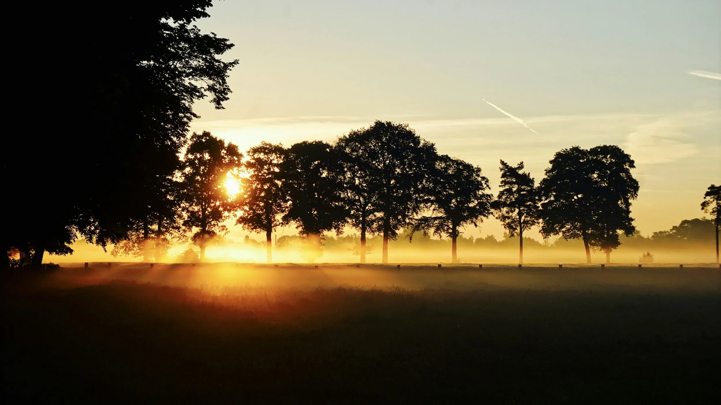 Sun rising over a line of trees in a foggy field at dawn.