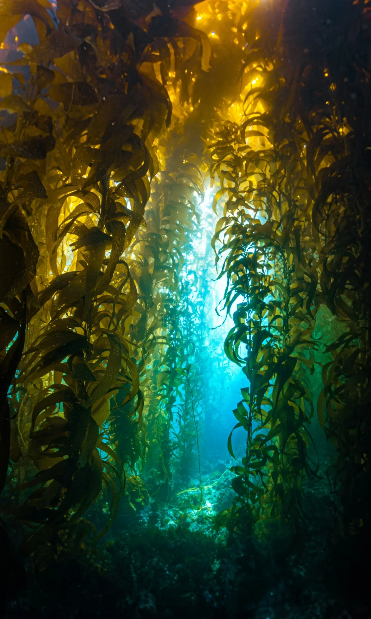 Serene underwater kelp forest with sunlight rays – symbolizing deep healing and resilience. Perfect for trauma therapy and ketamine-assisted sessions in Santa Cruz or online in California with Christopher Greer, LCSW.