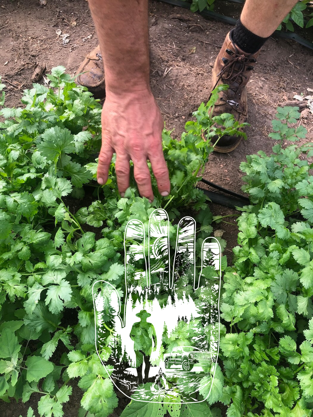 A strong man’s hand reaches in from the top of the photo to inspect and tend to a garden of fresh green cilantro. Overlaid the leafy bottom part of the composition is the logo watermarked slightly transparent in white.