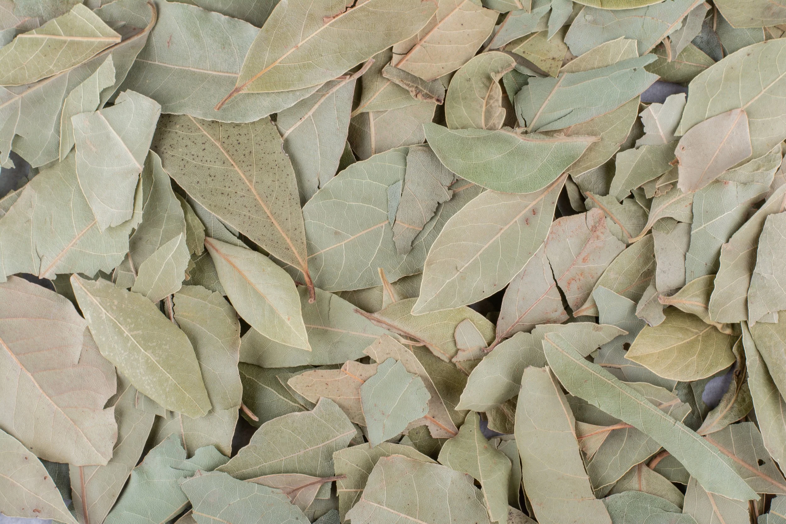 green-dry-bay-leaves-concrete-surface.jpg