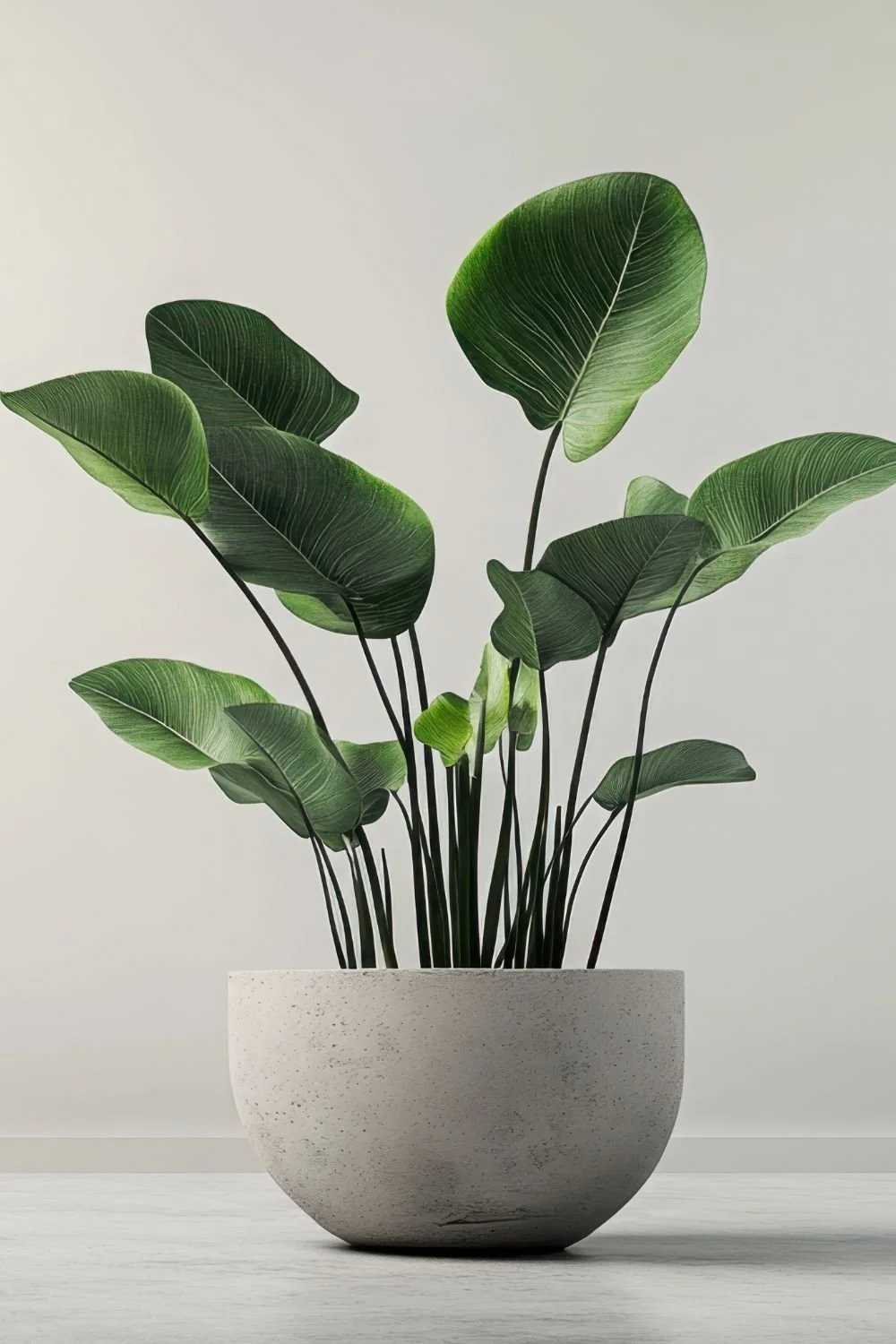 A potted green indoor plant with large, broad leaves in a white textured pot.
