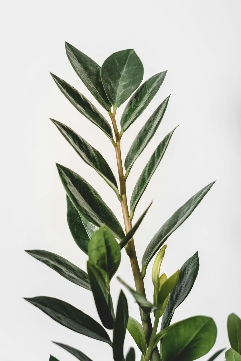 Close-up of a green leafy plant with dark green, glossy leaves on a light background.